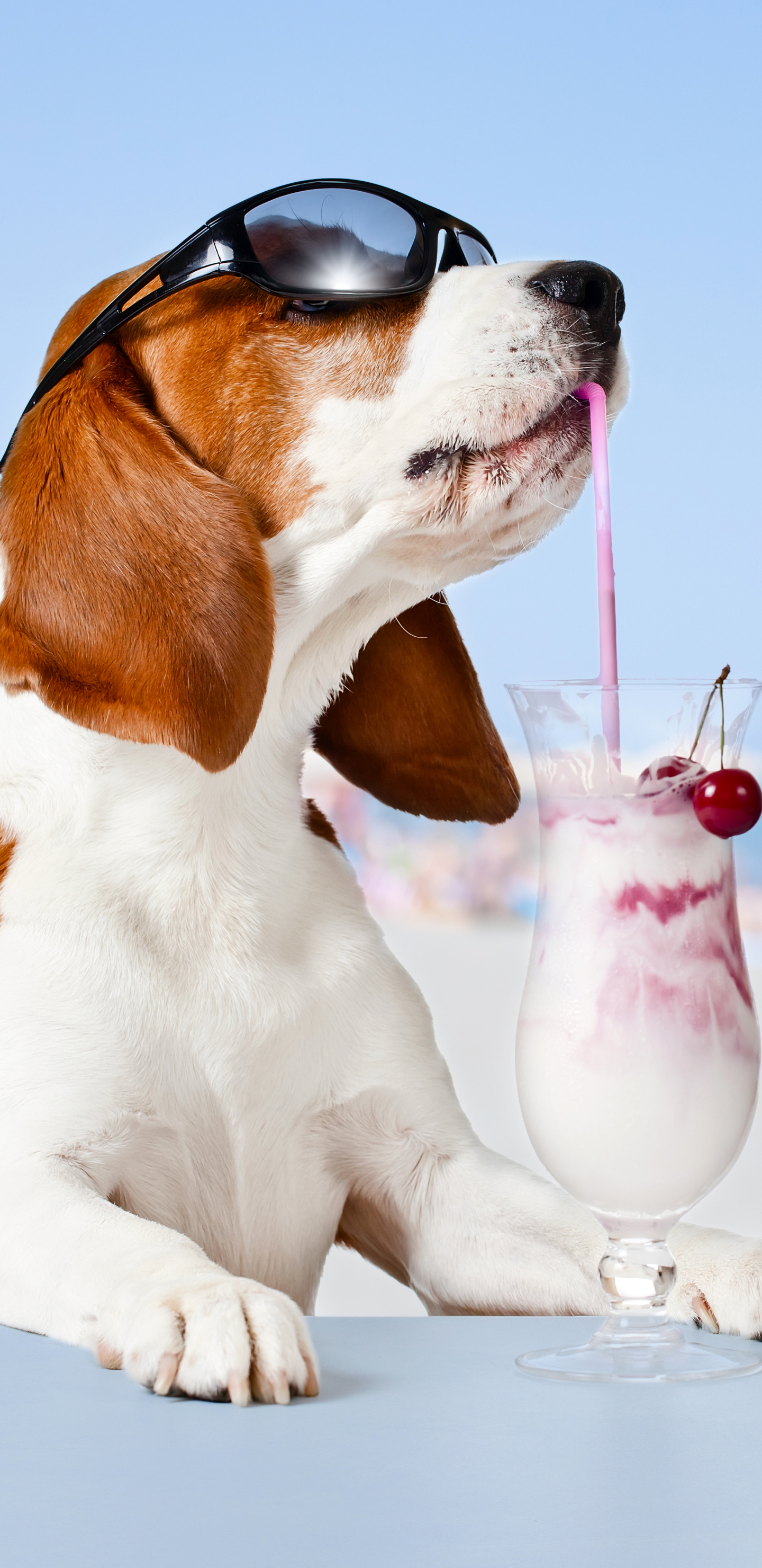 animal, basset hound, humor, sunglasses, milkshake, dog, dogs