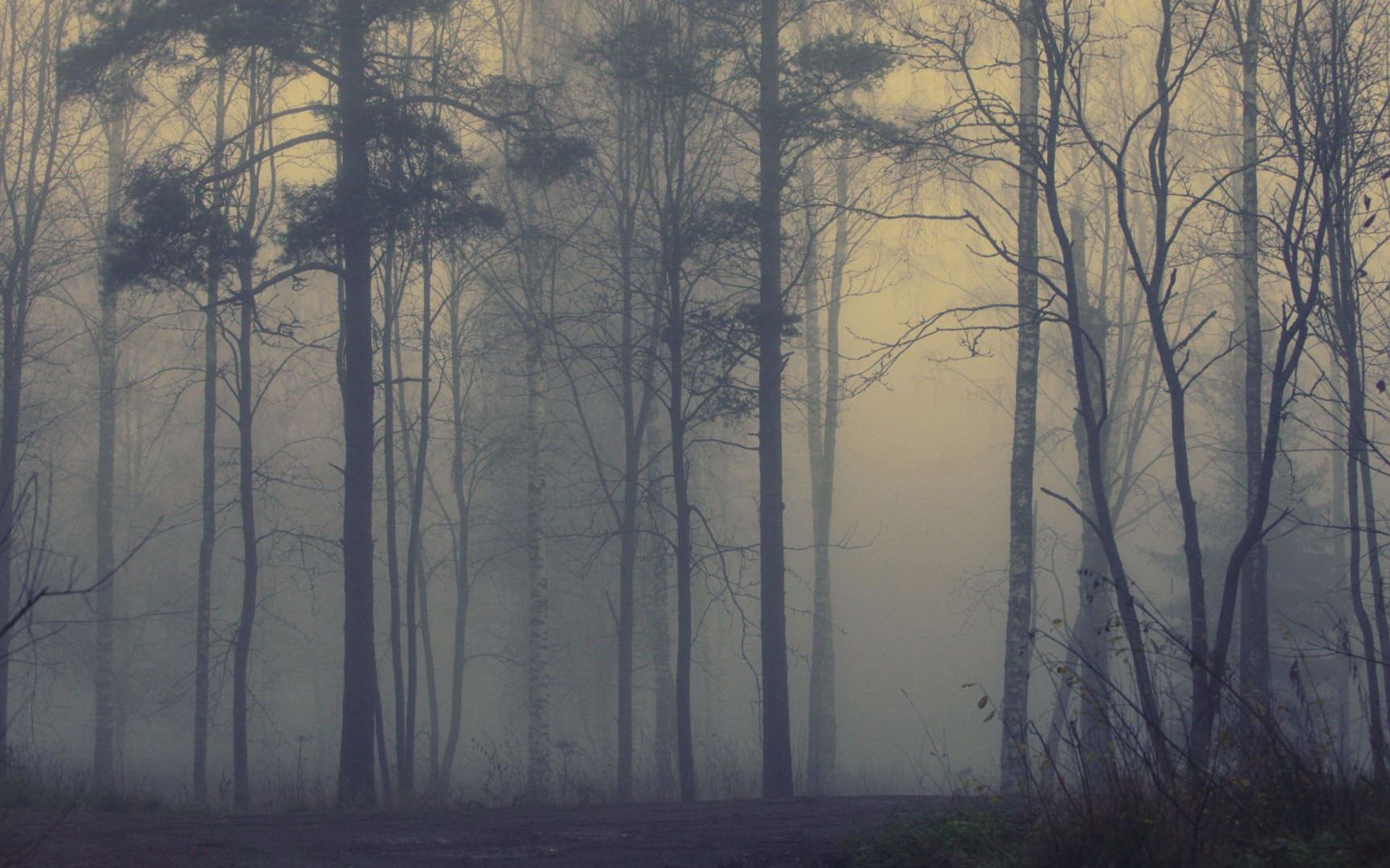 Descarga gratuita de fondo de pantalla para móvil de Bosque, Tierra/naturaleza.