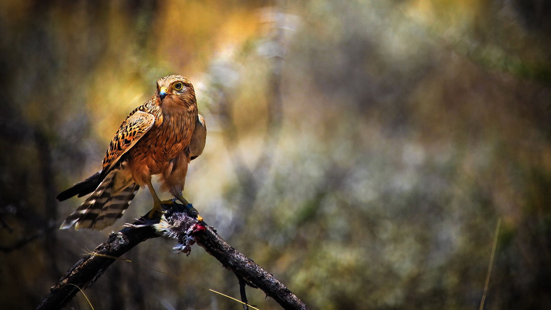 Free download wallpaper Falcon, Animal on your PC desktop