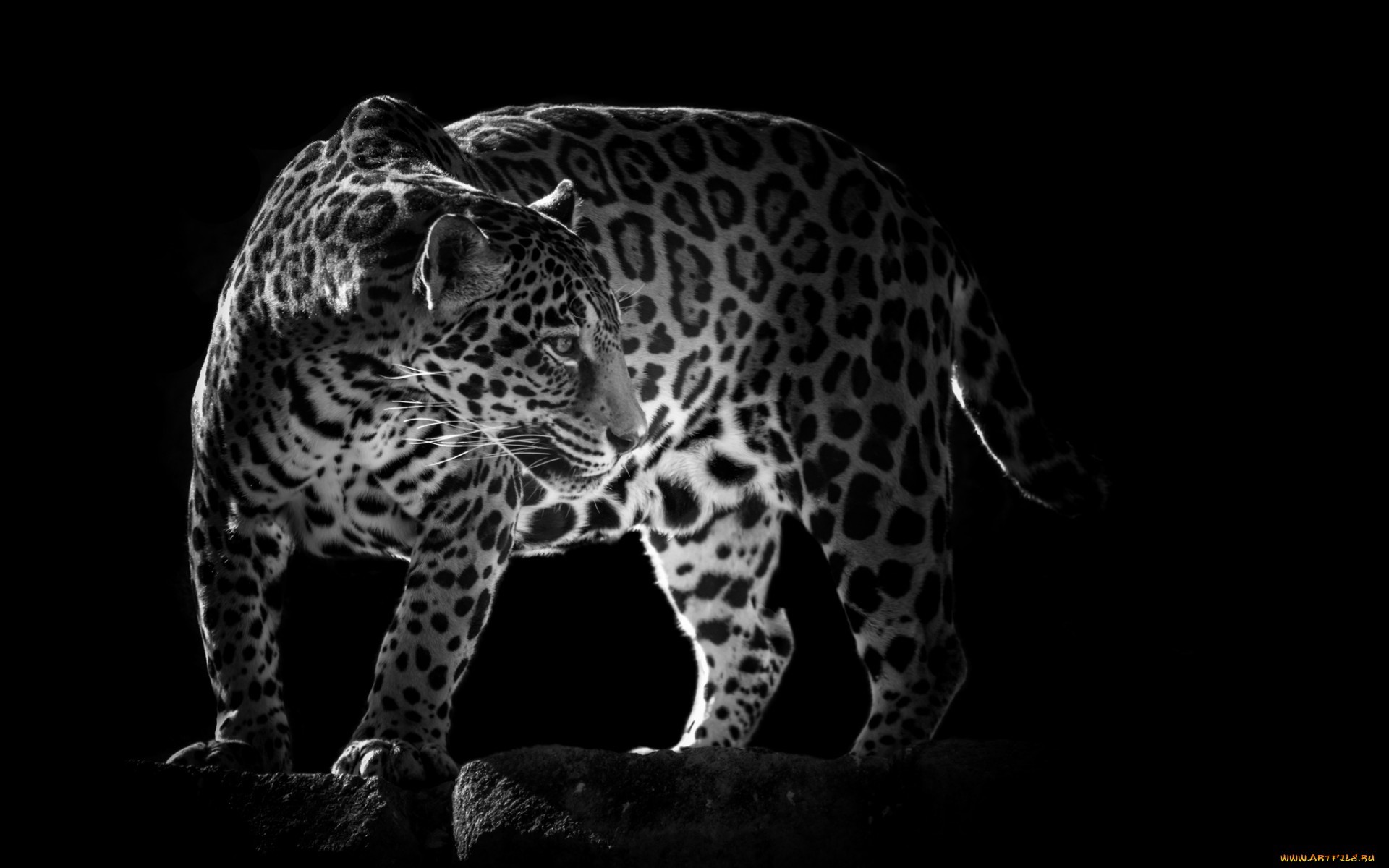 Download PC Wallpaper black, animals, leopards