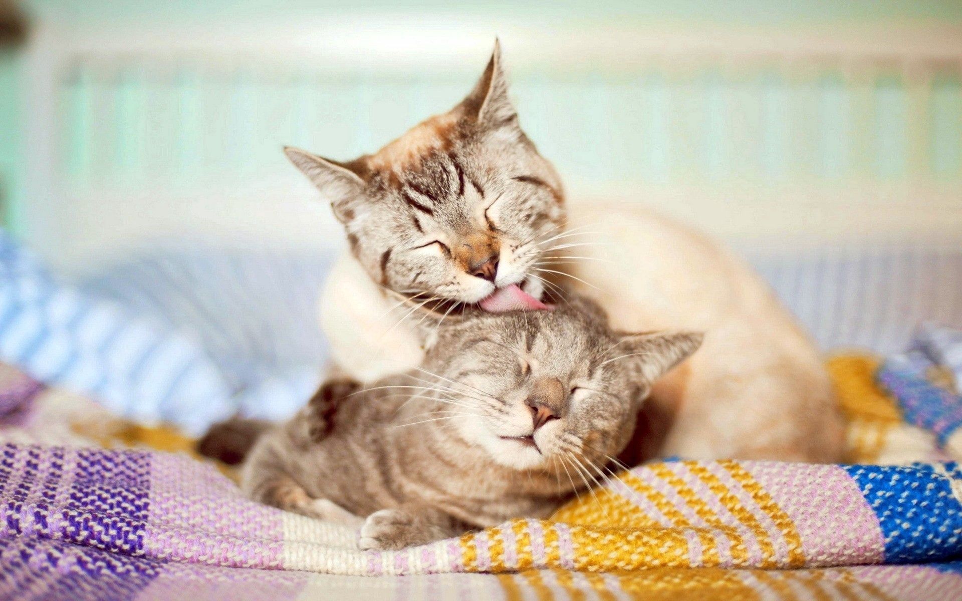 cats, animals, couple, pair, care, tenderness HD for desktop 1080p