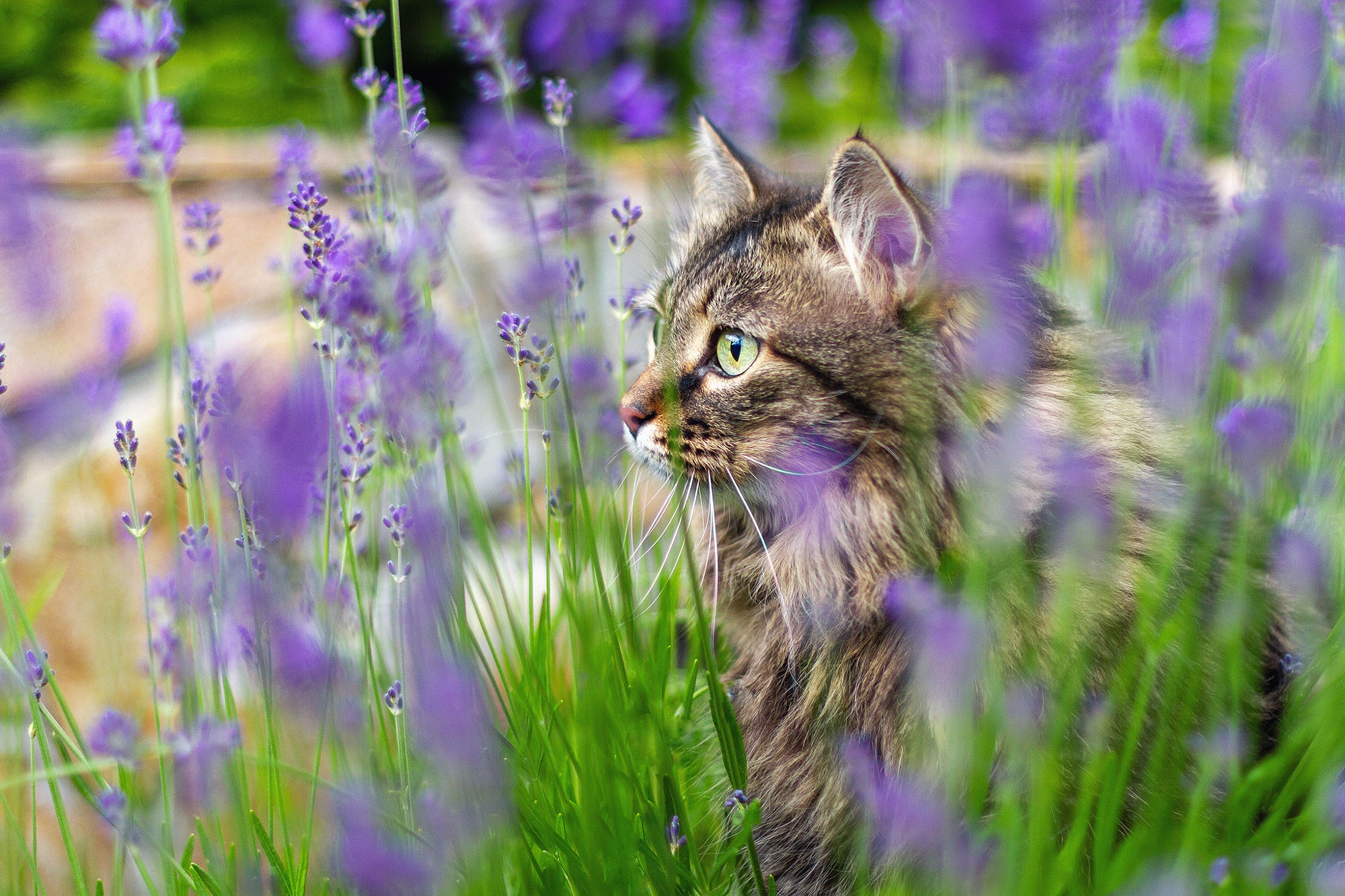 Baixe gratuitamente a imagem Animais, Gatos, Gato na área de trabalho do seu PC