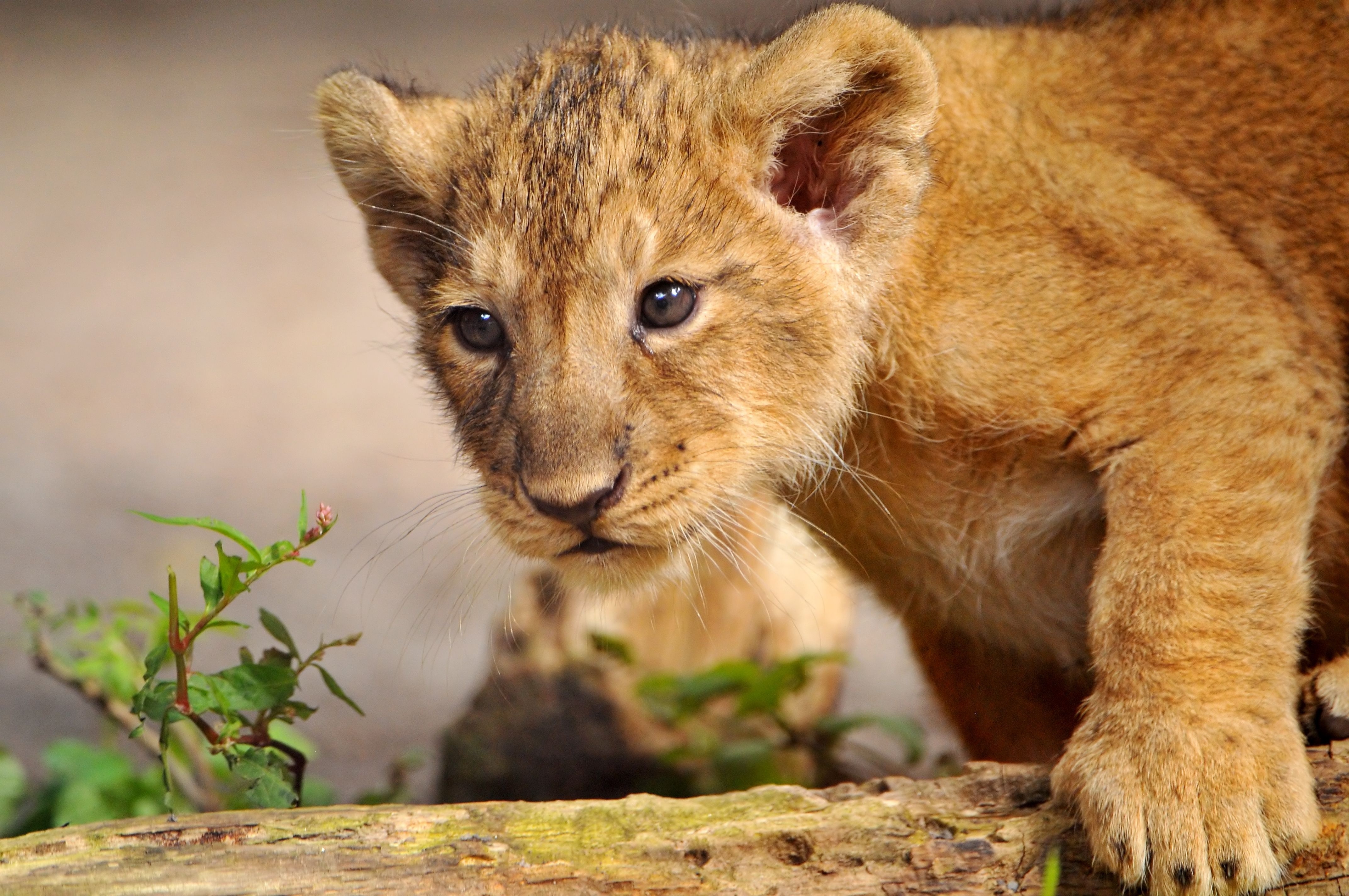 animals, young, lion, predator, joey, curiosity, lion cub, step