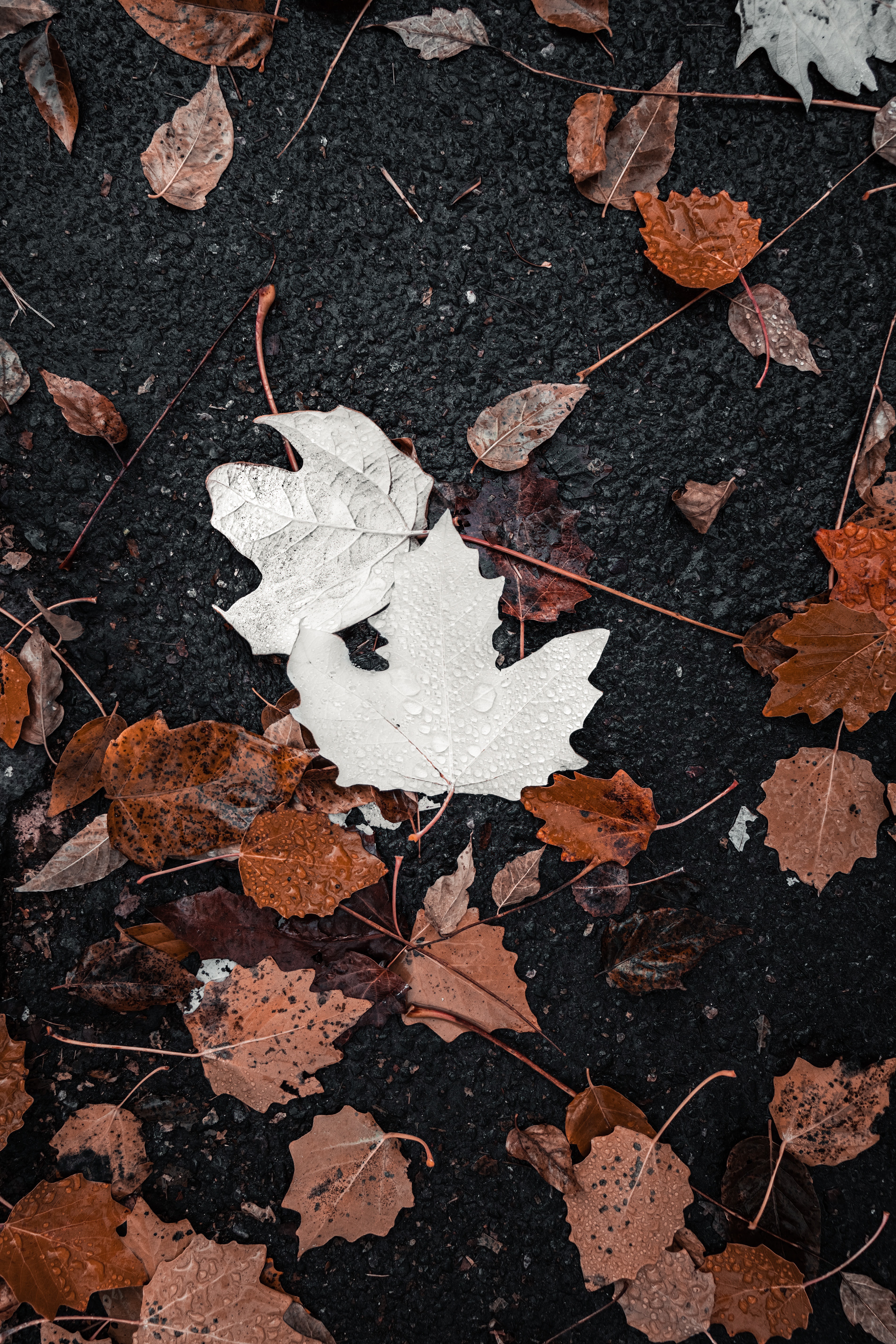 Download mobile wallpaper Water, Leaves, Drops, Nature, Autumn for free.