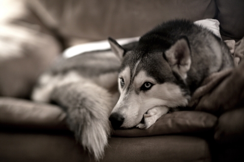 Handy-Wallpaper Tiere, Hunde, Hund kostenlos herunterladen.