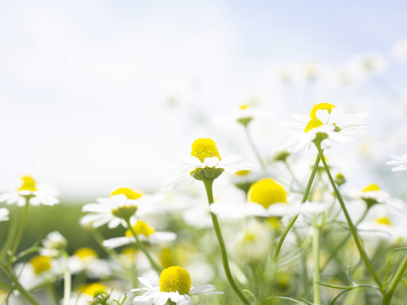 Descarga gratuita de fondo de pantalla para móvil de Flores, Flor, Tierra/naturaleza.