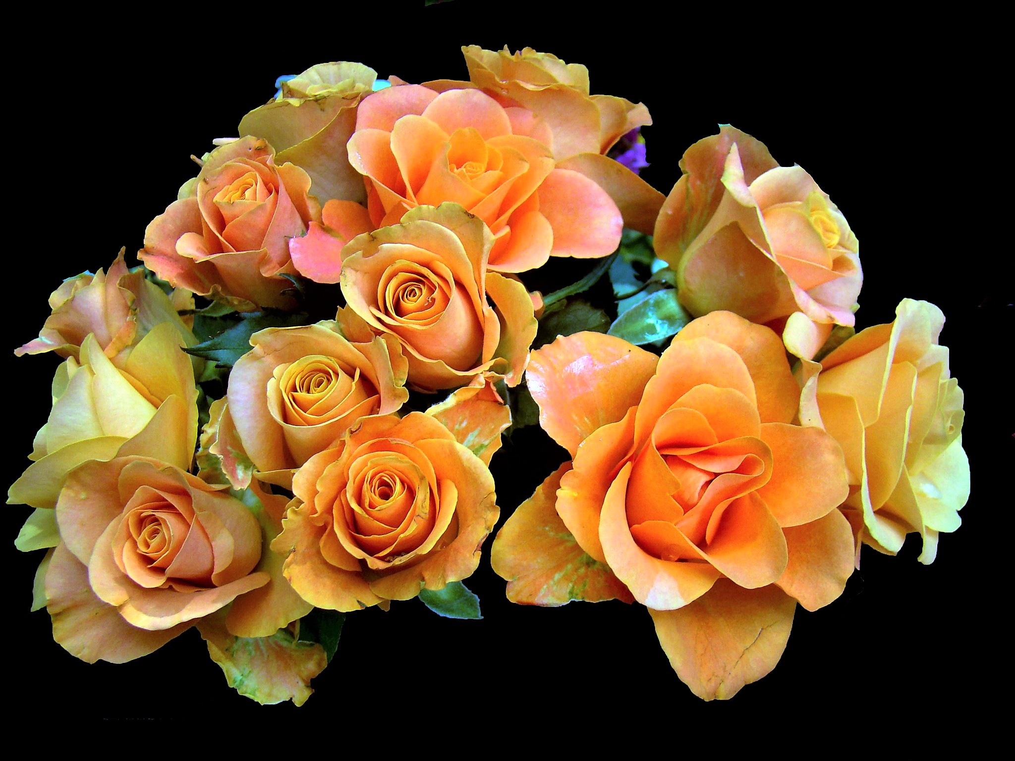 無料モバイル壁紙フラワーズ, 花, 薔薇, 地球, オレンジフラワーをダウンロードします。