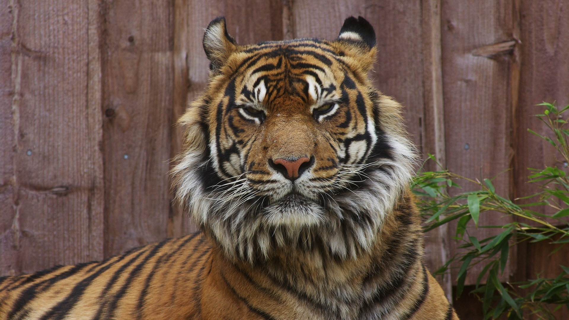 Téléchargez gratuitement l'image Animaux, Tigre sur le bureau de votre PC