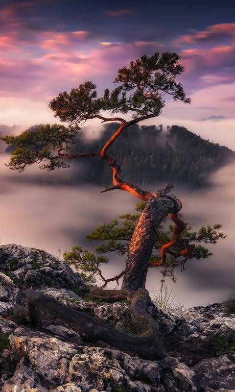 Download mobile wallpaper Nature, Trees, Tree, Fog, Earth, Twisted Tree for free.
