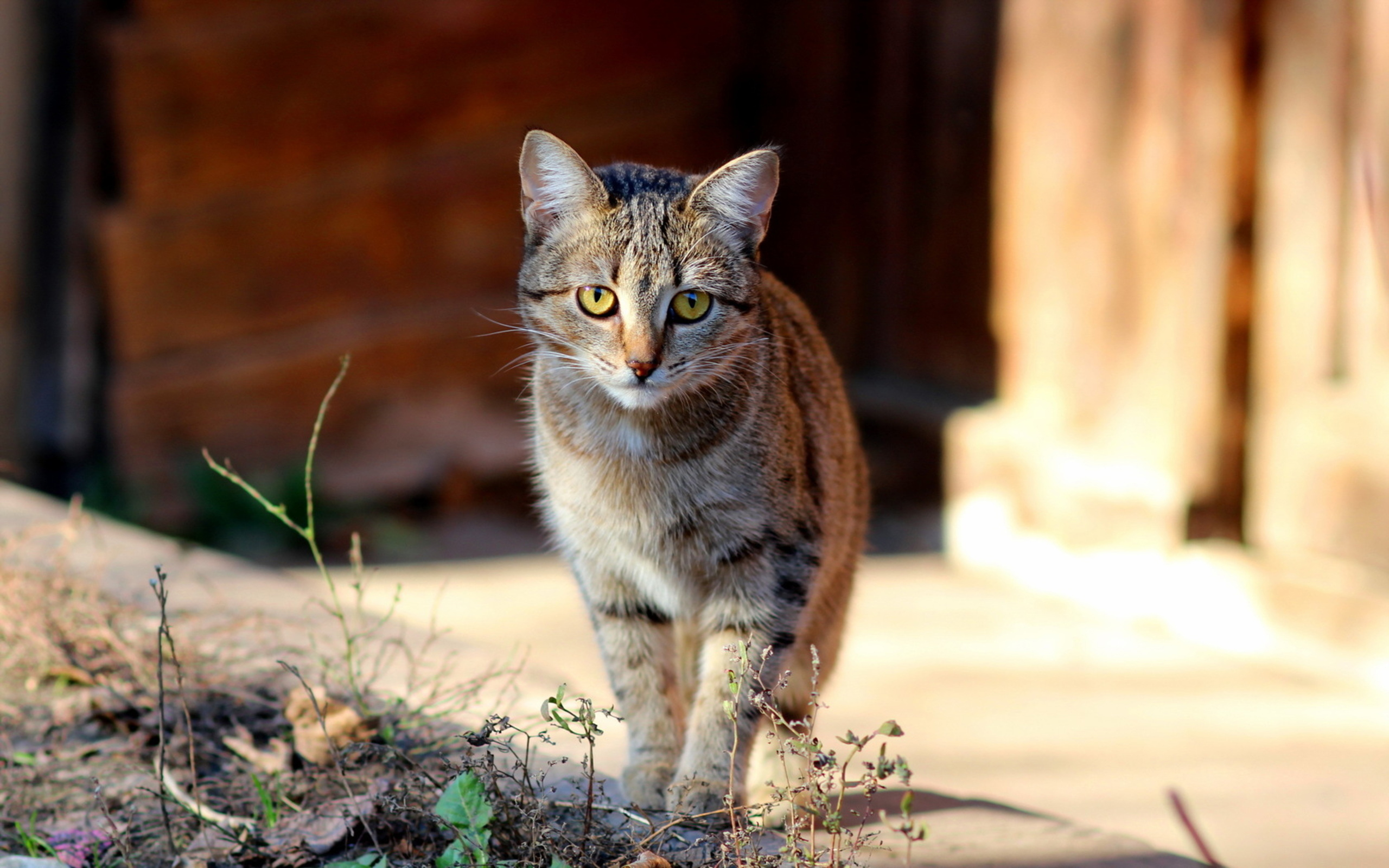 Descarga gratis la imagen Animales, Gatos, Gato en el escritorio de tu PC