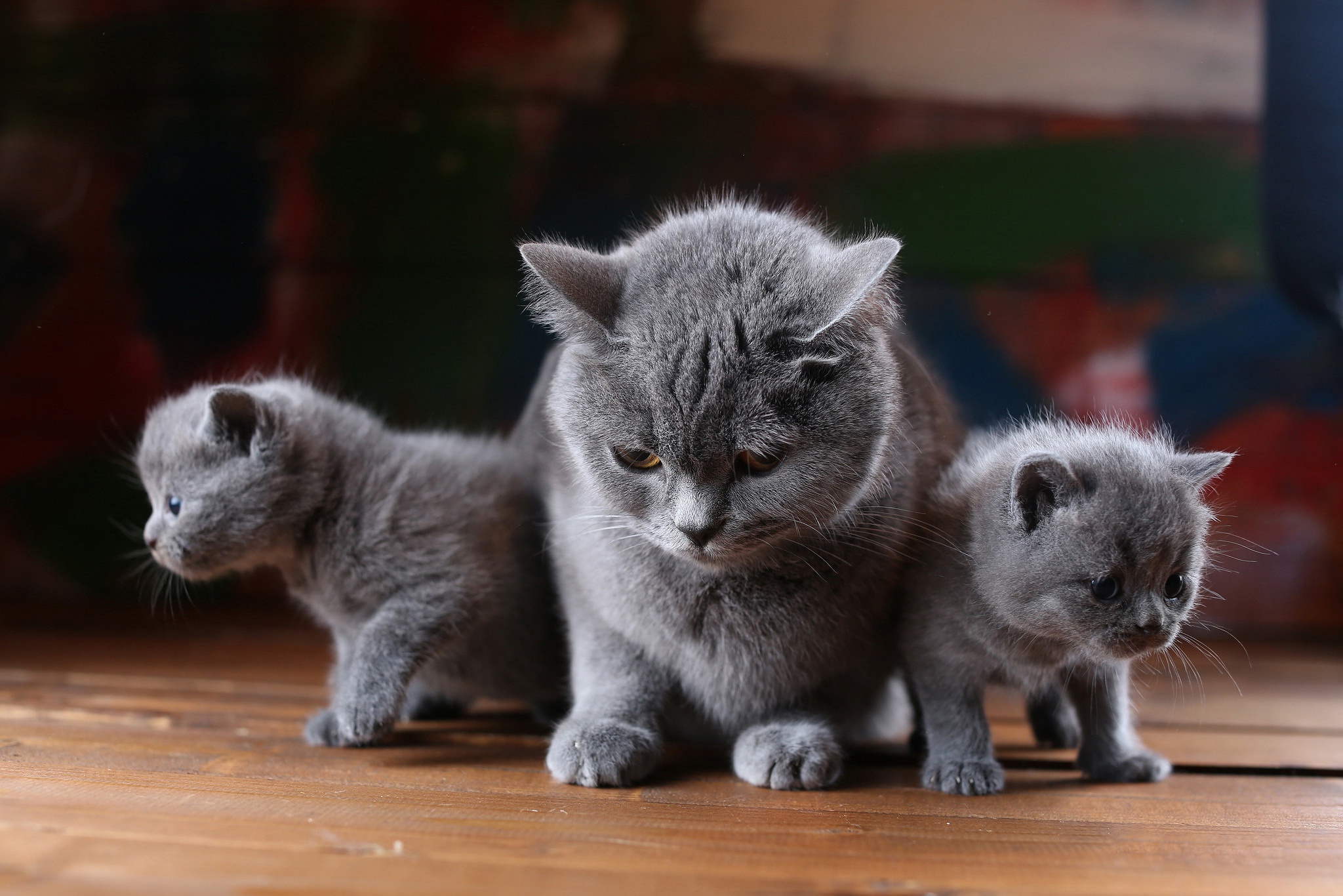 Handy-Wallpaper Tiere, Katzen, Katze, Kätzchen, Tierbaby kostenlos herunterladen.