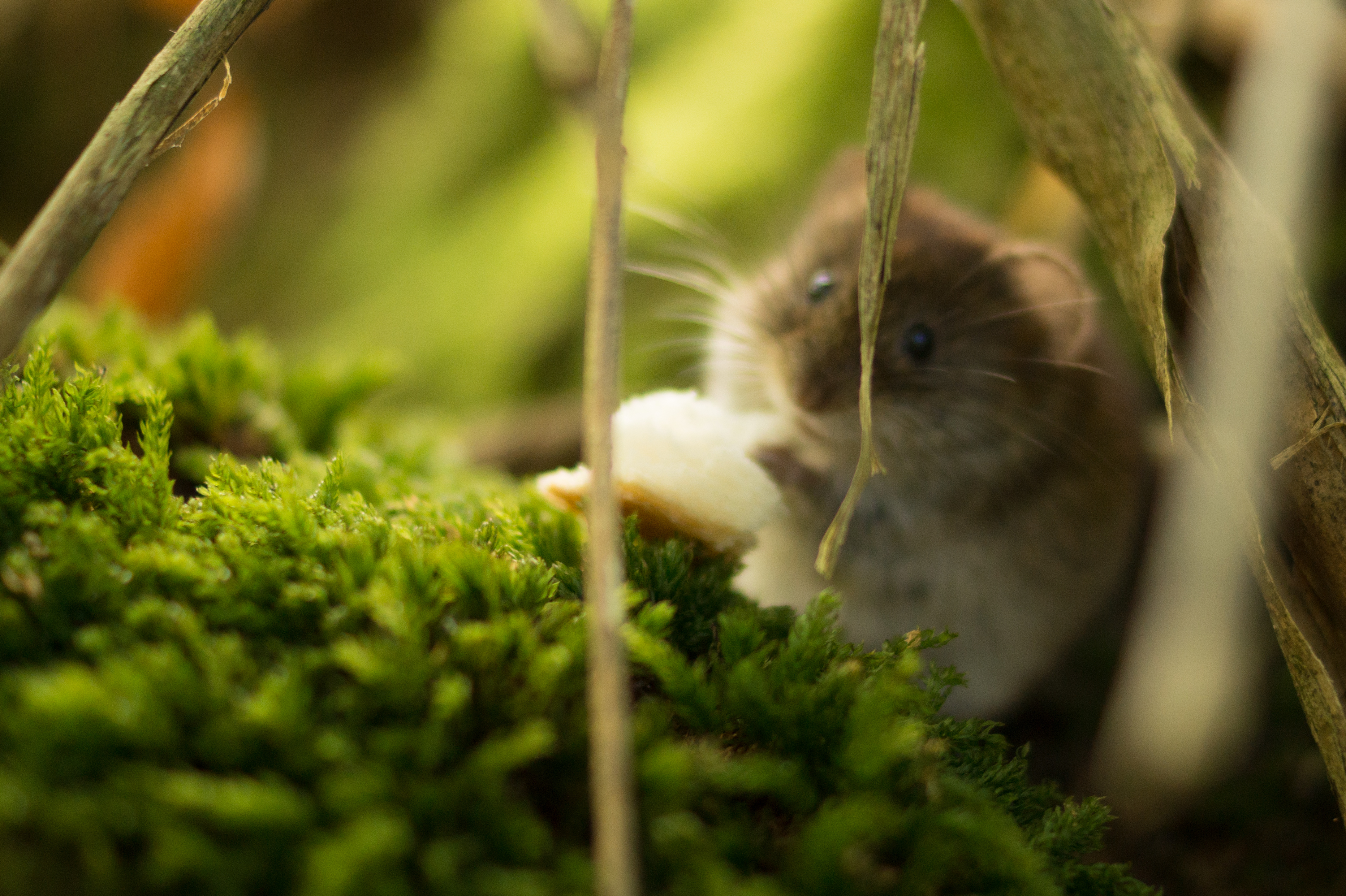 Download mobile wallpaper Animal, Moss, Mouse, Rodent for free.