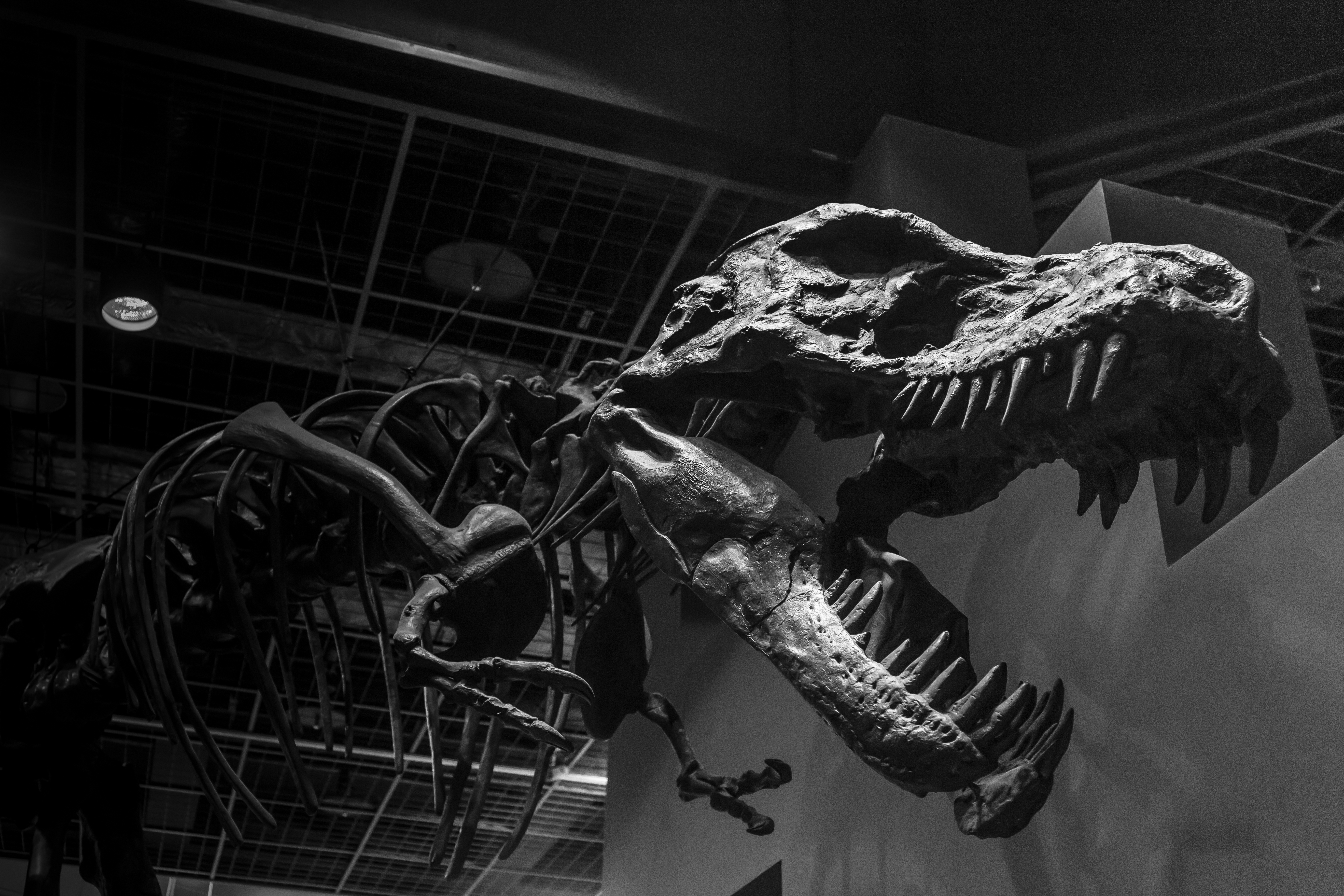 382271 скачать обои динозавры, животные, тиранозавр рекс, чёрно белое, монохромный, музей, скелет - заставки и картинки бесплатно