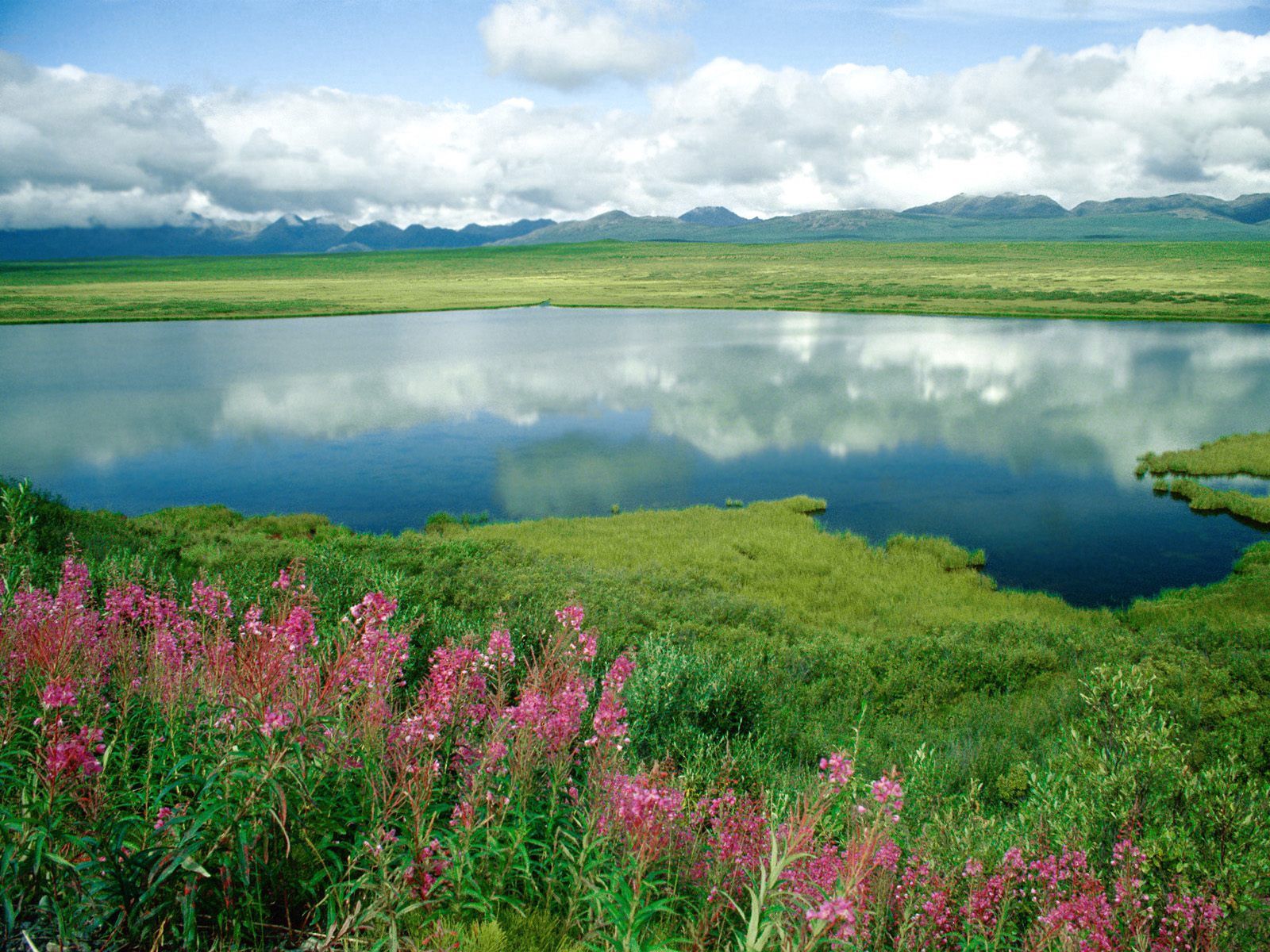 alaska, nature, flowers, grass, mountains, lake, shore, greens, shores