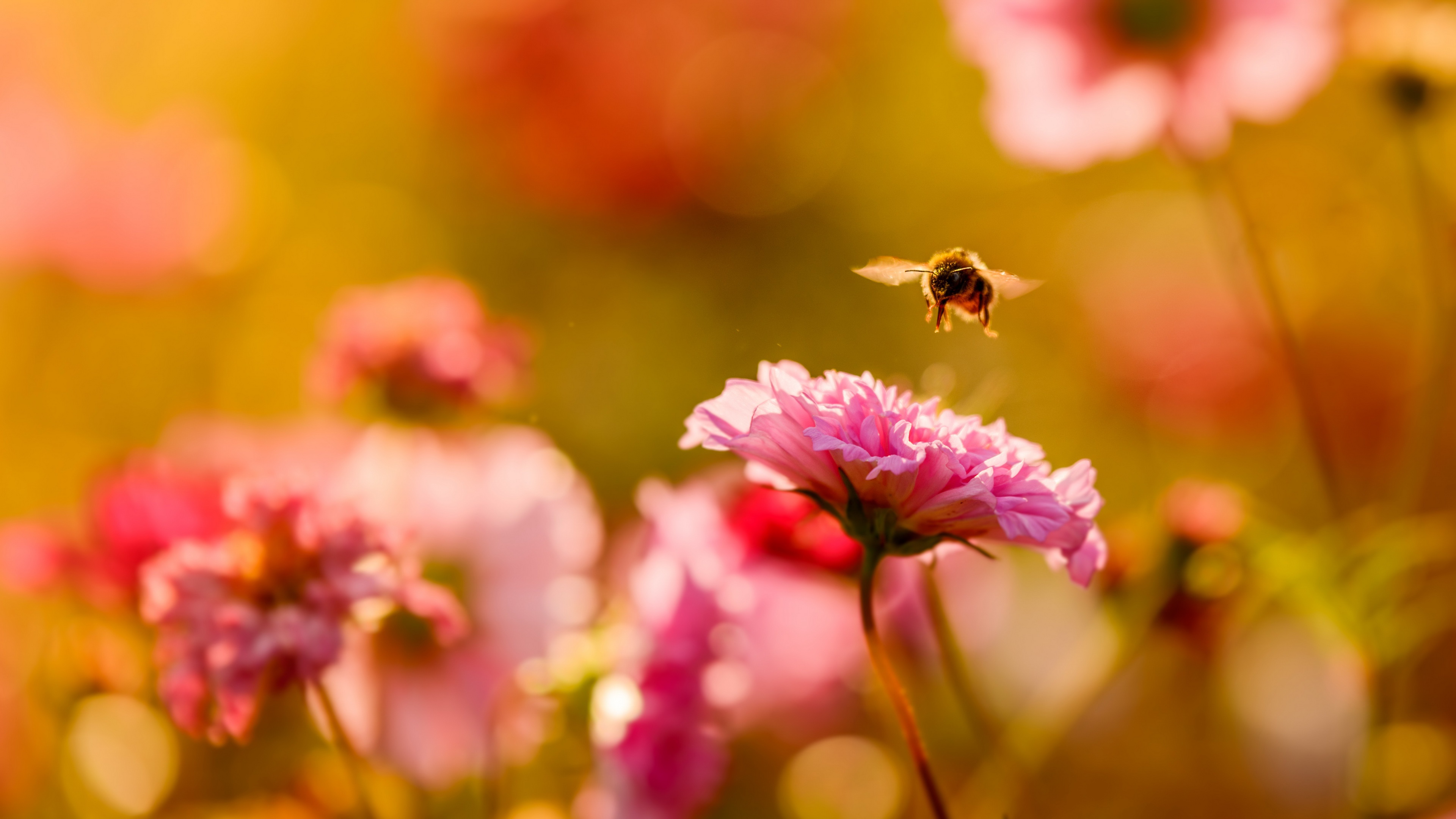 Free download wallpaper Nature, Insects, Flower, Insect, Bee, Animal, Pink Flower on your PC desktop