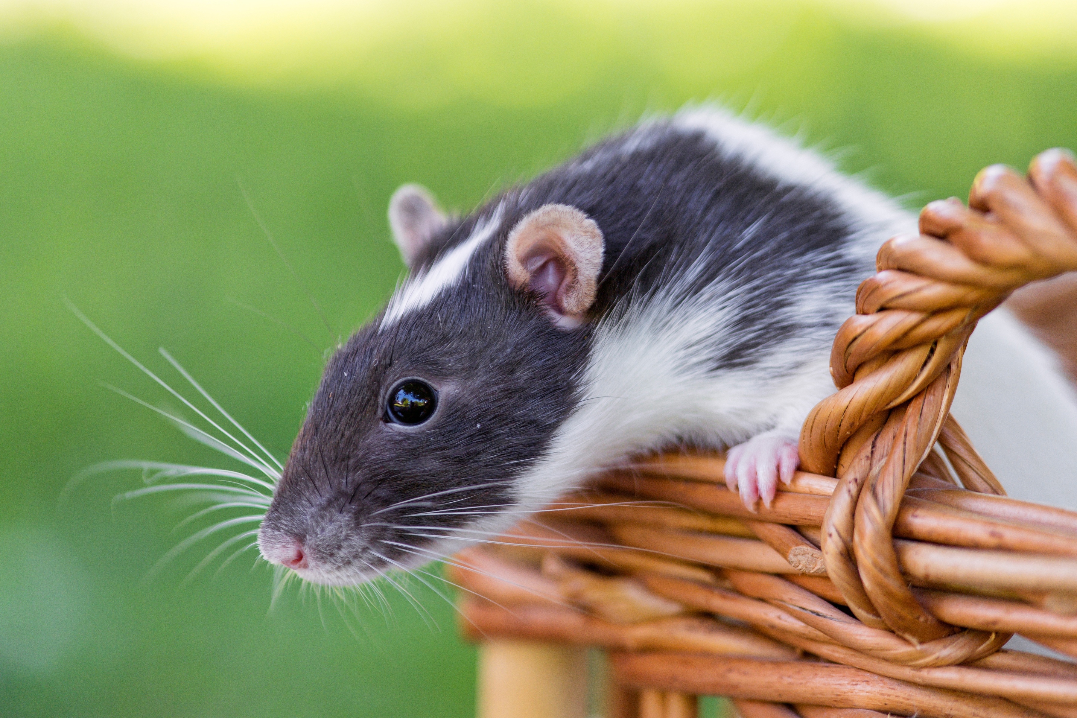 Download mobile wallpaper Animal, Rodent, Rat for free.