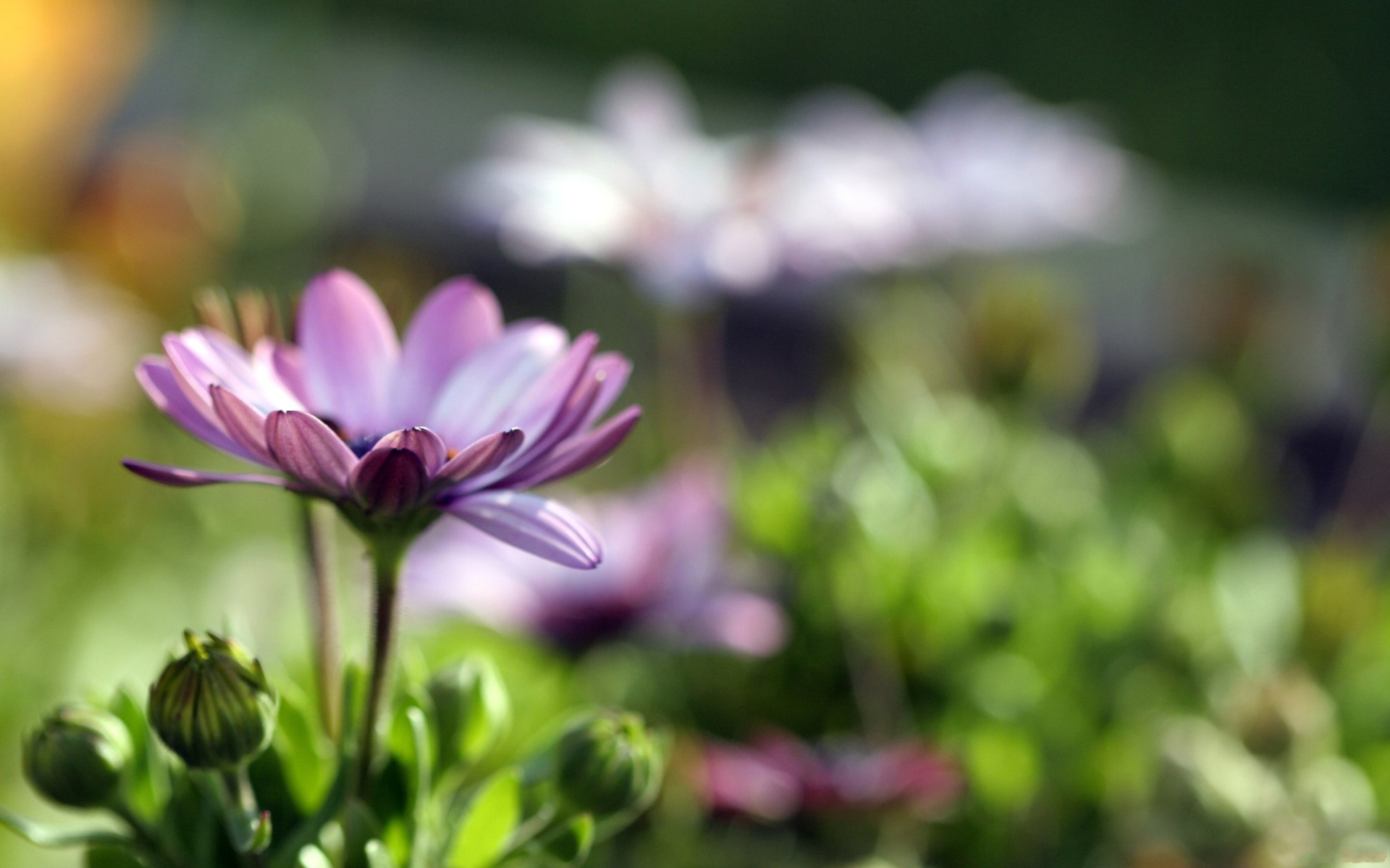 Téléchargez gratuitement l'image Fleurs, Fleur, Terre/nature sur le bureau de votre PC