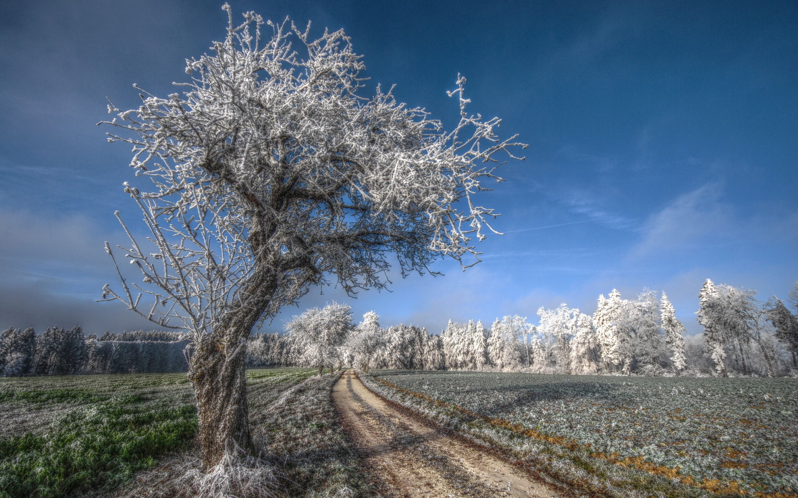 nature, grass, sky, blue, wood, road, tree, field, freshness, frost, hoarfrost, gray hair, cold, november