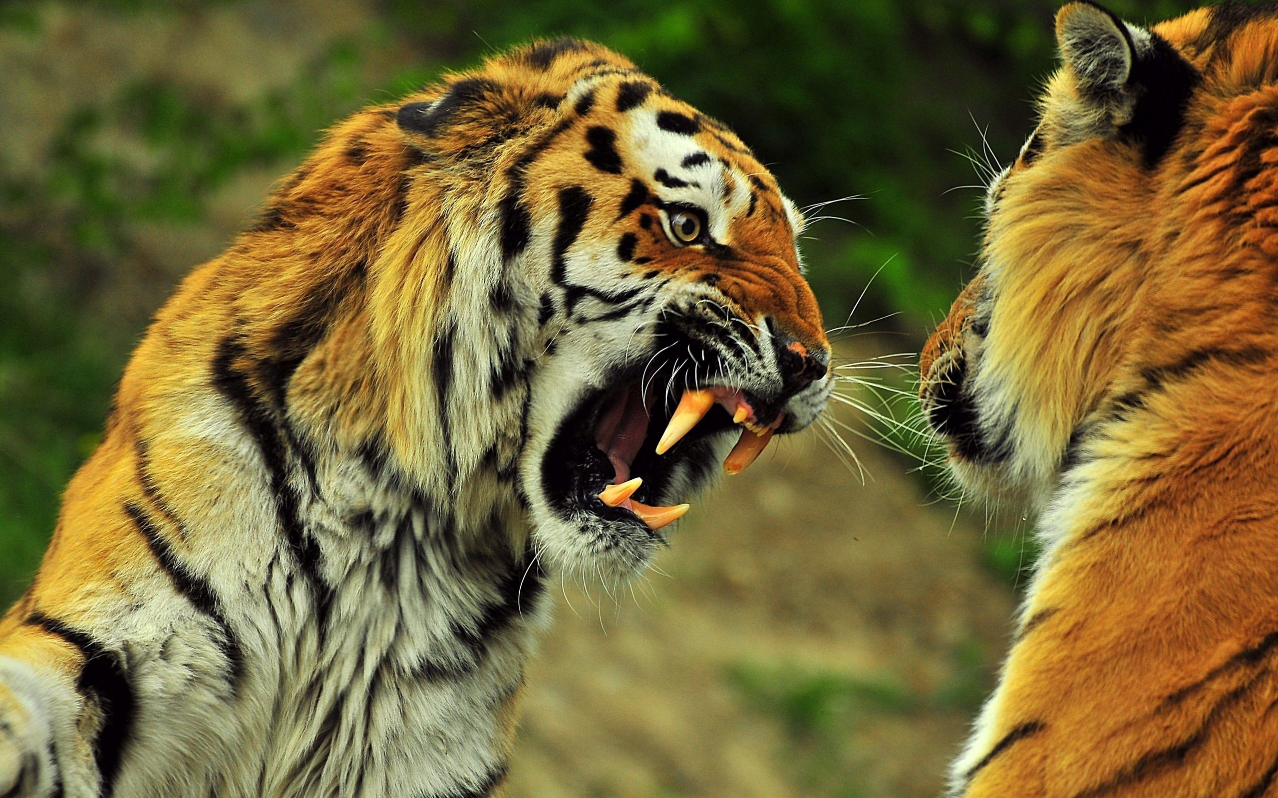 tigers, animals, grin, couple, pair, fight, anger, battle