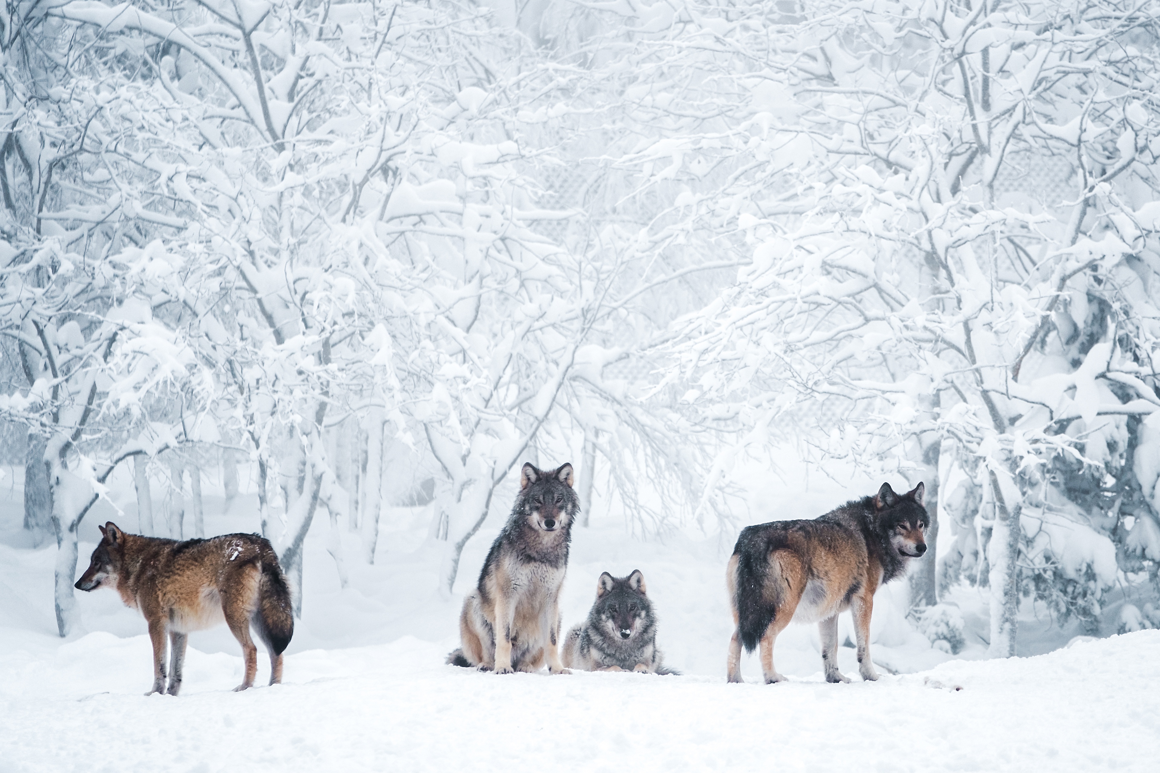 Free download wallpaper Winter, Snow, Wolf, Animal, Wolves on your PC desktop