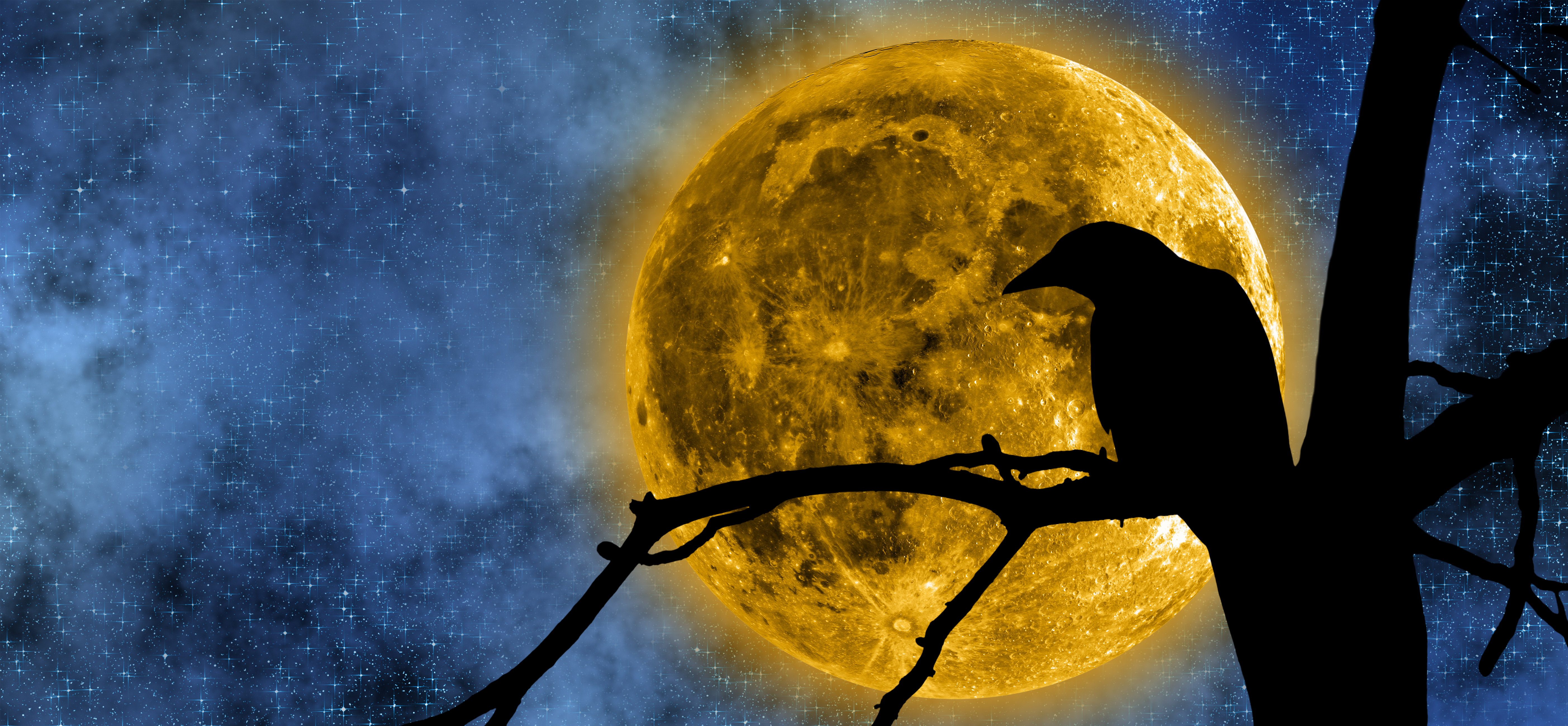 Laden Sie das Mond, Vogel, Erde/natur-Bild kostenlos auf Ihren PC-Desktop herunter