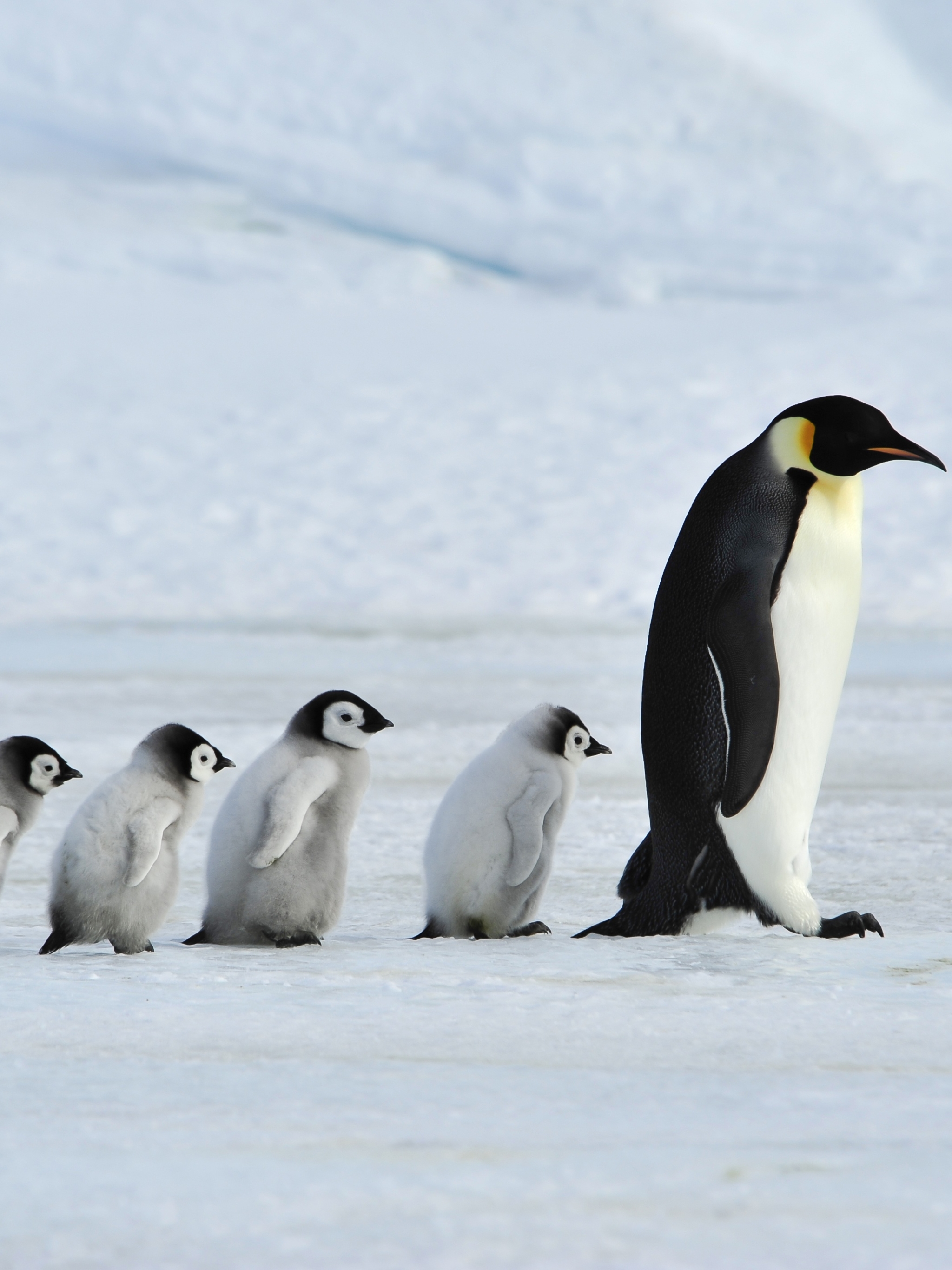 Free download wallpaper Birds, Animal, Penguin, Chick, Baby Animal on your PC desktop