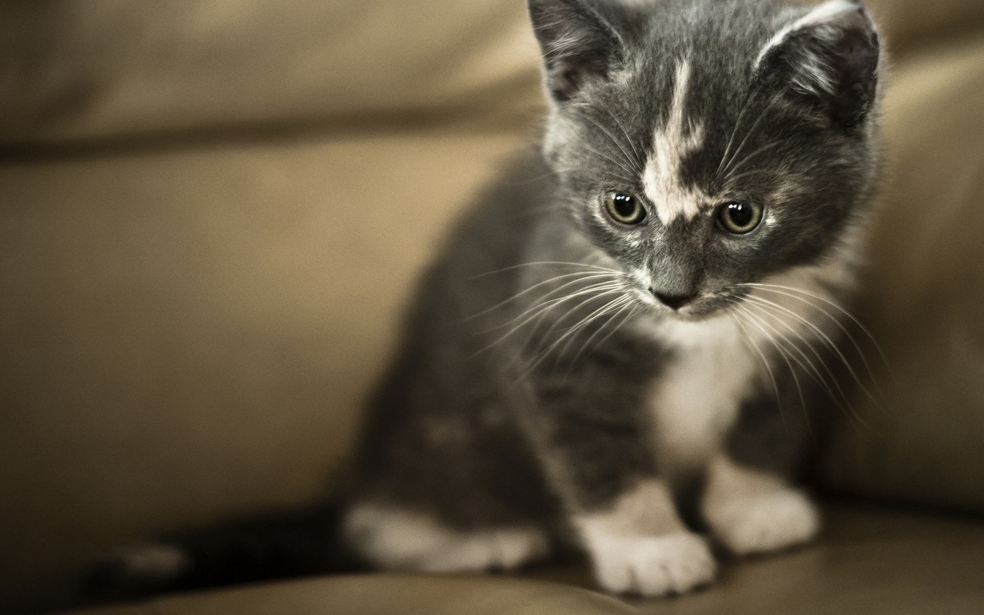 Baixe gratuitamente a imagem Animais, Gatos, Gato na área de trabalho do seu PC