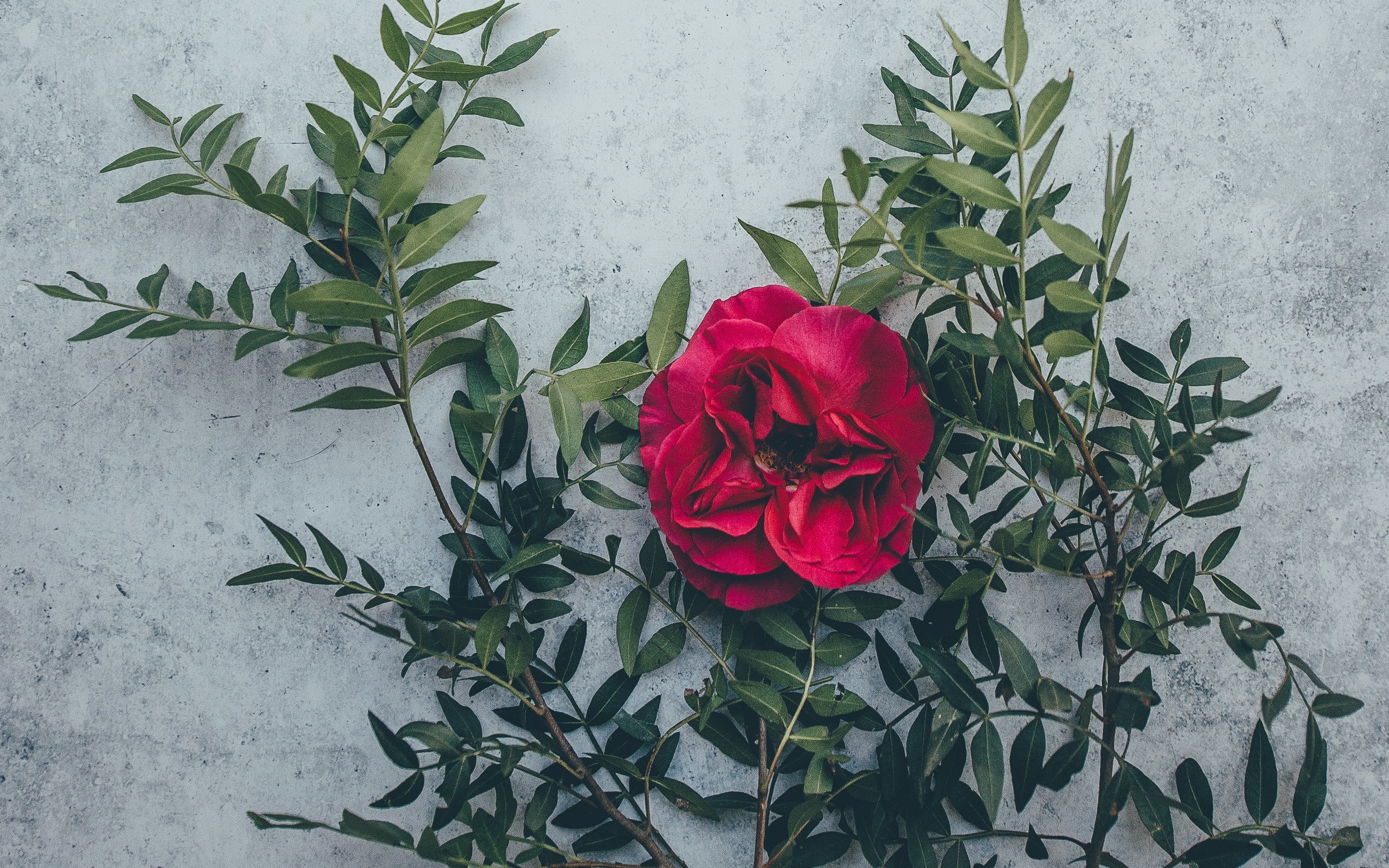 無料モバイル壁紙フラワーズ, 薔薇, 地球, 赤い花をダウンロードします。