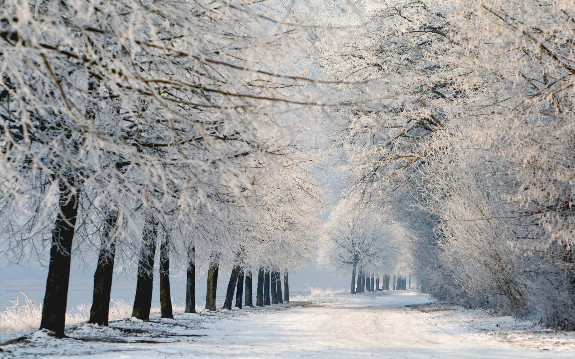 Téléchargez gratuitement l'image Hiver, Terre/nature sur le bureau de votre PC