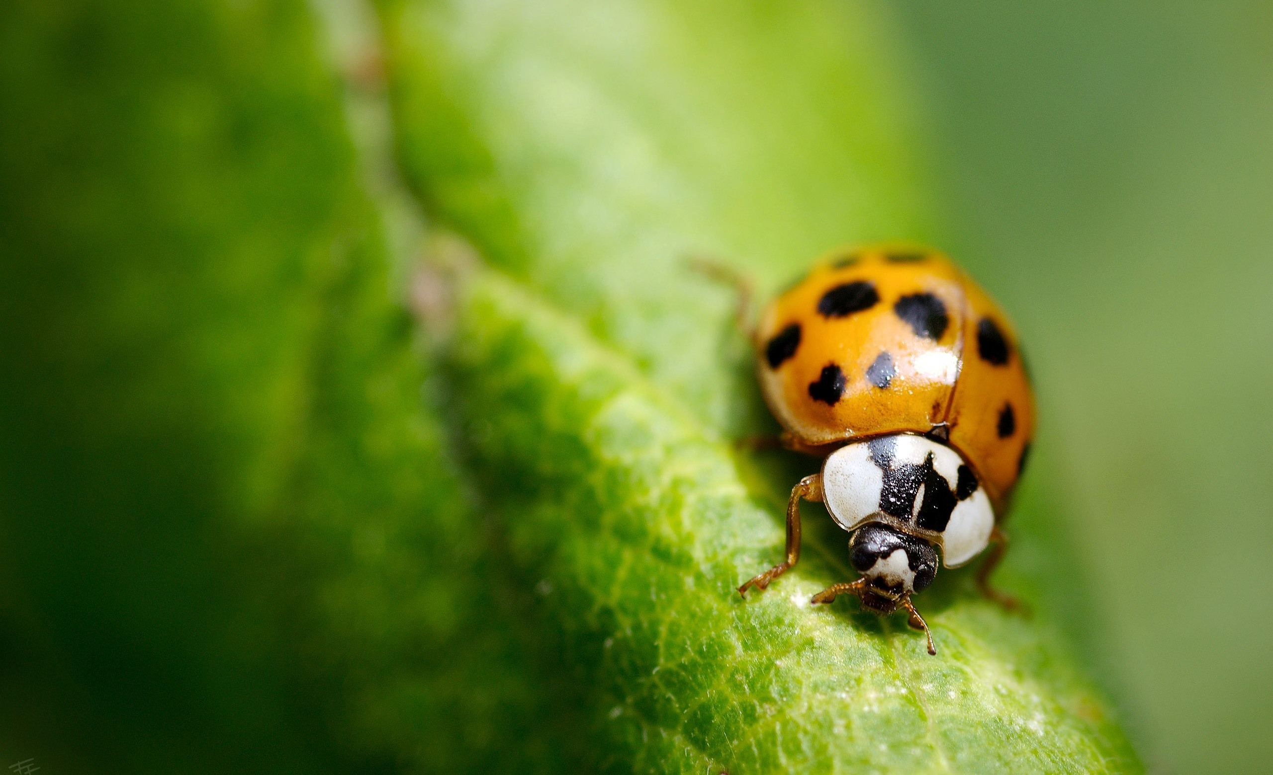 Download mobile wallpaper Animal, Ladybug for free.