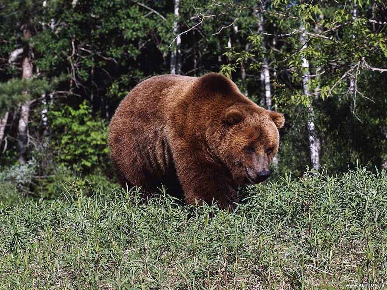 Handy-Wallpaper Tiere, Bär kostenlos herunterladen.