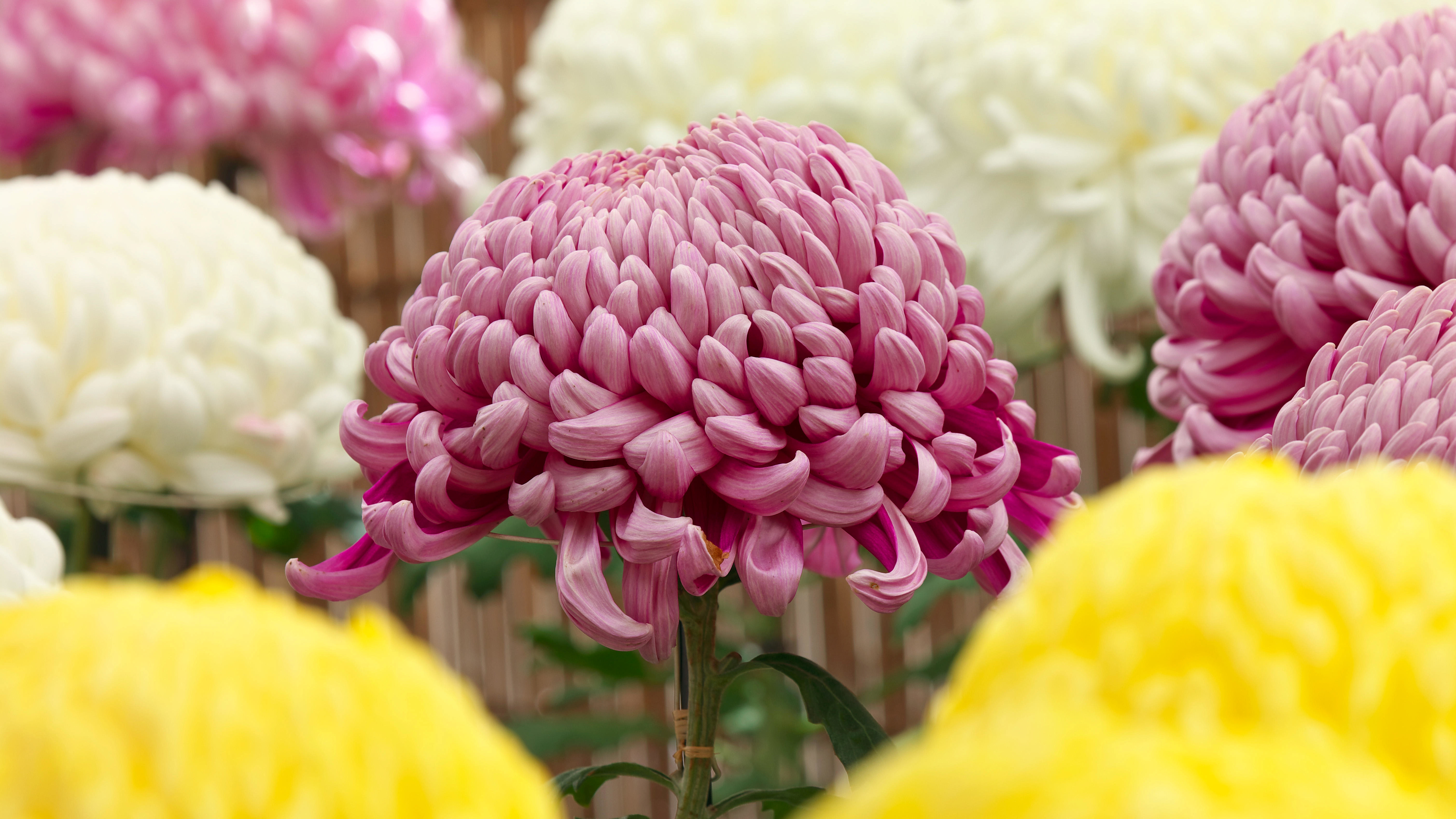 Free download wallpaper Flowers, Chrysanthemum, Flower, Earth on your PC desktop