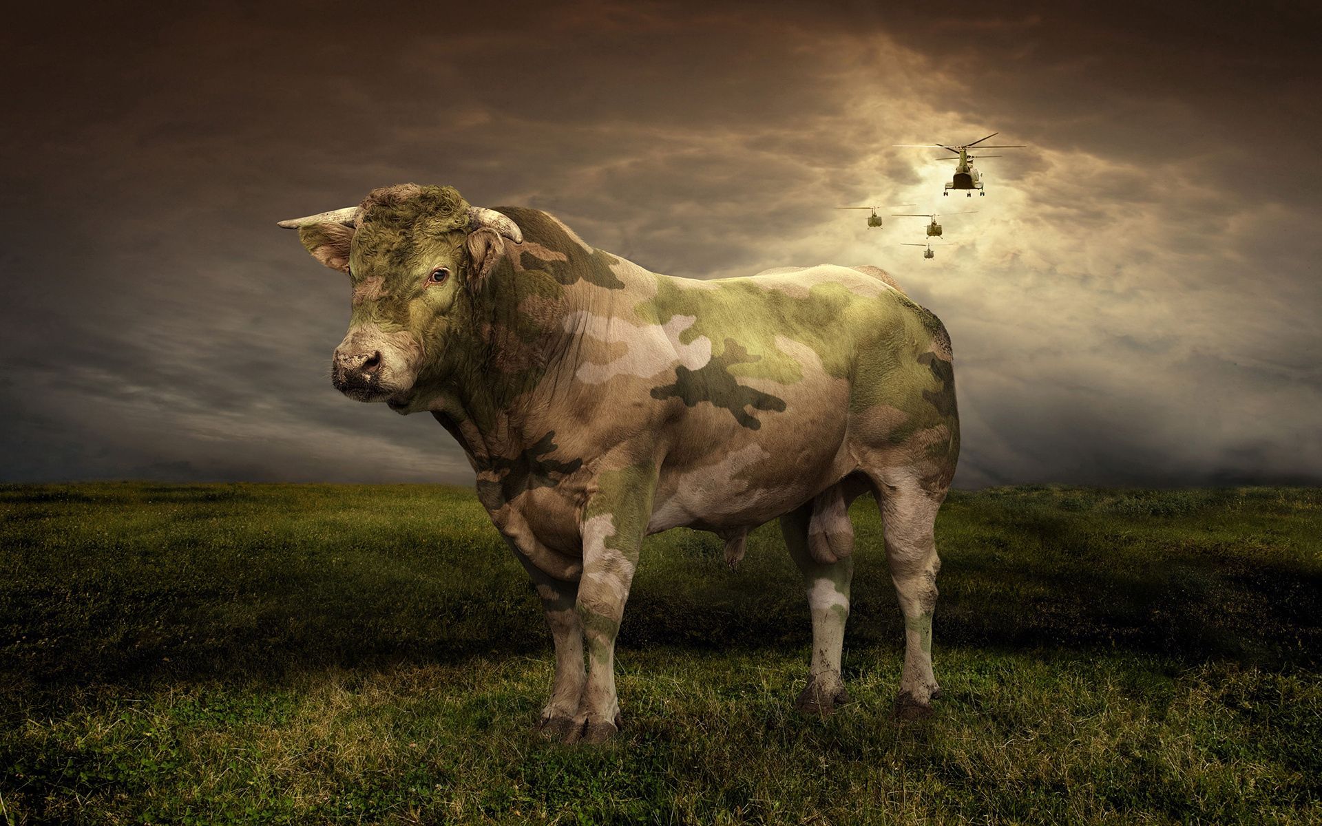Download mobile wallpaper Field, Animals, Grass, Cow, Shine, Light for free.