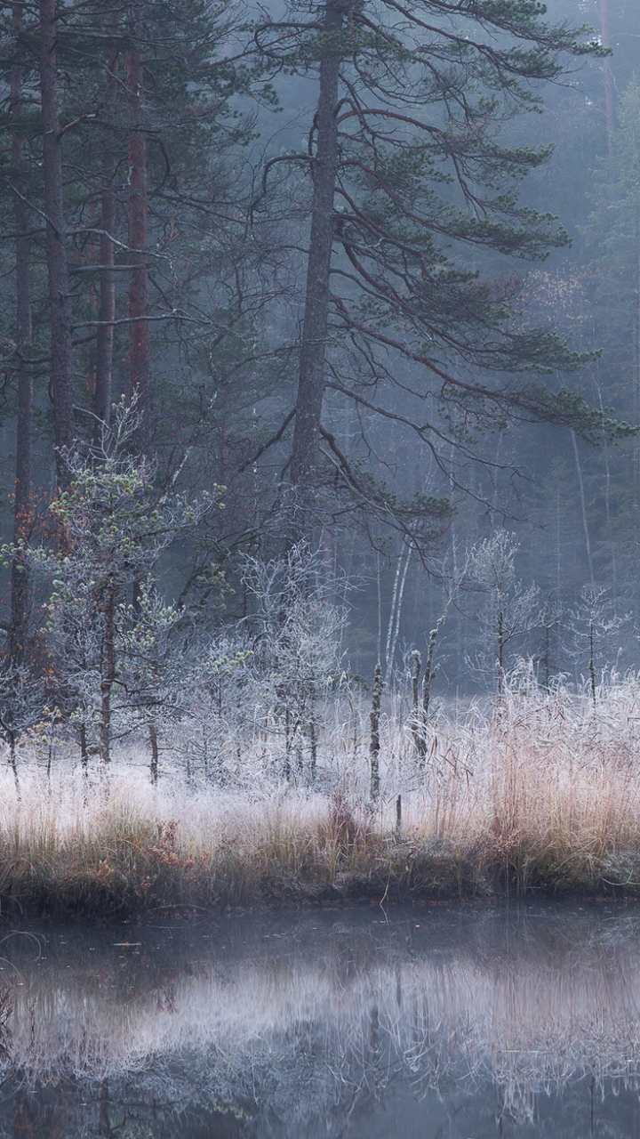 Handy-Wallpaper Natur, Wald, Nebel, Fluss, Erde/natur, Spiegelung, Betrachtung kostenlos herunterladen.