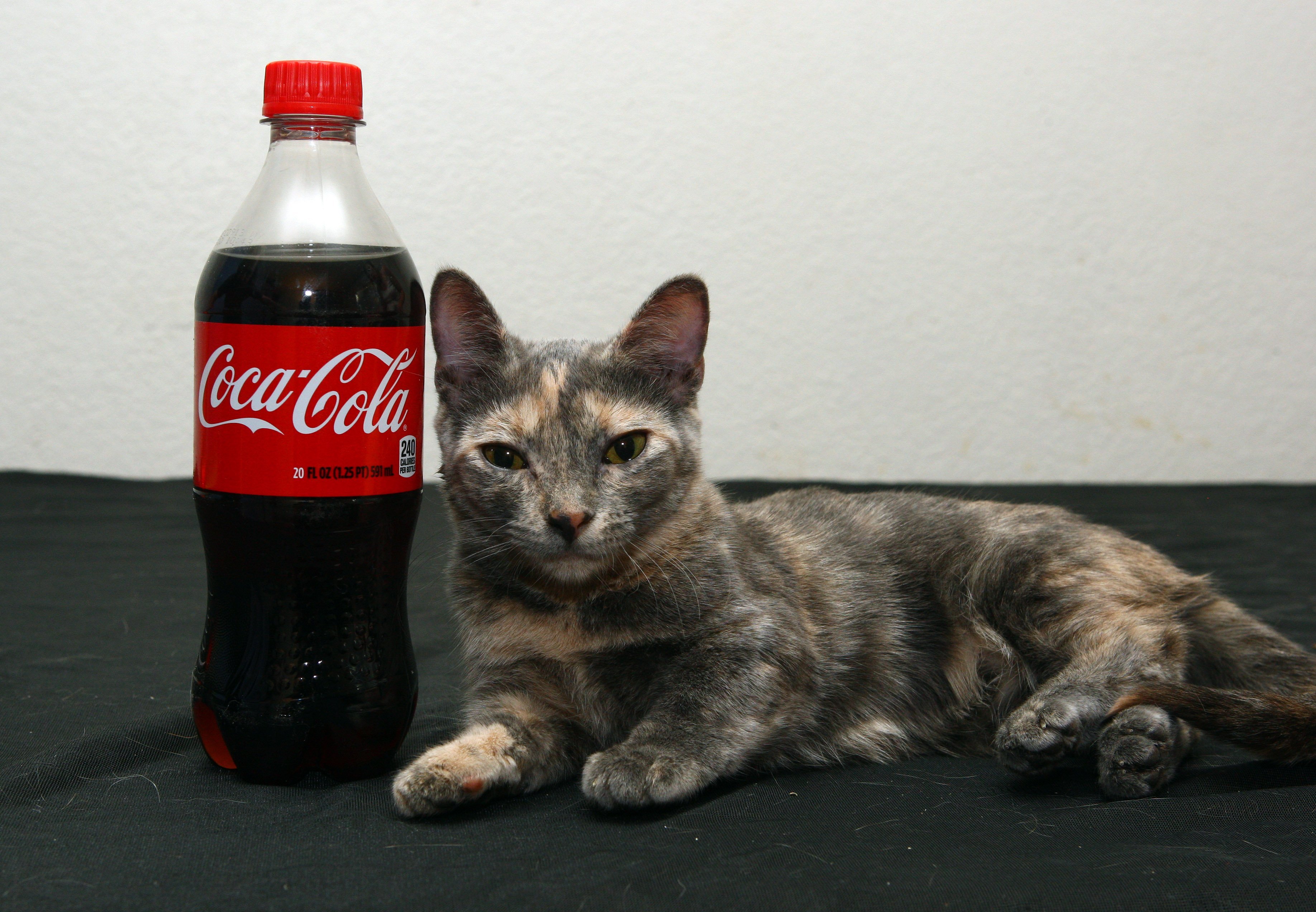 Free download wallpaper Cats, Coca Cola, Cat, Animal on your PC desktop
