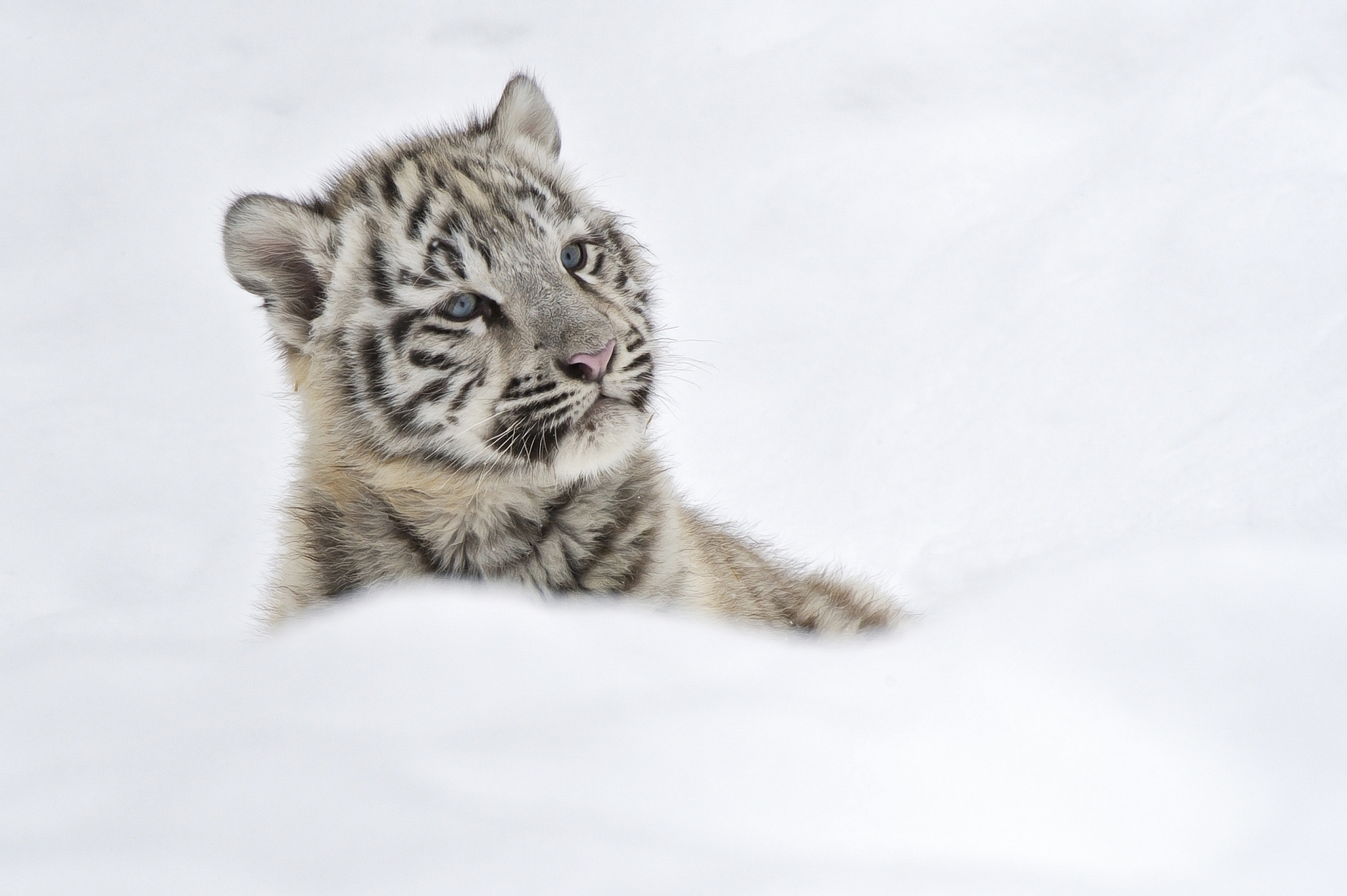 animals, snow, young, tiger, joey, albino