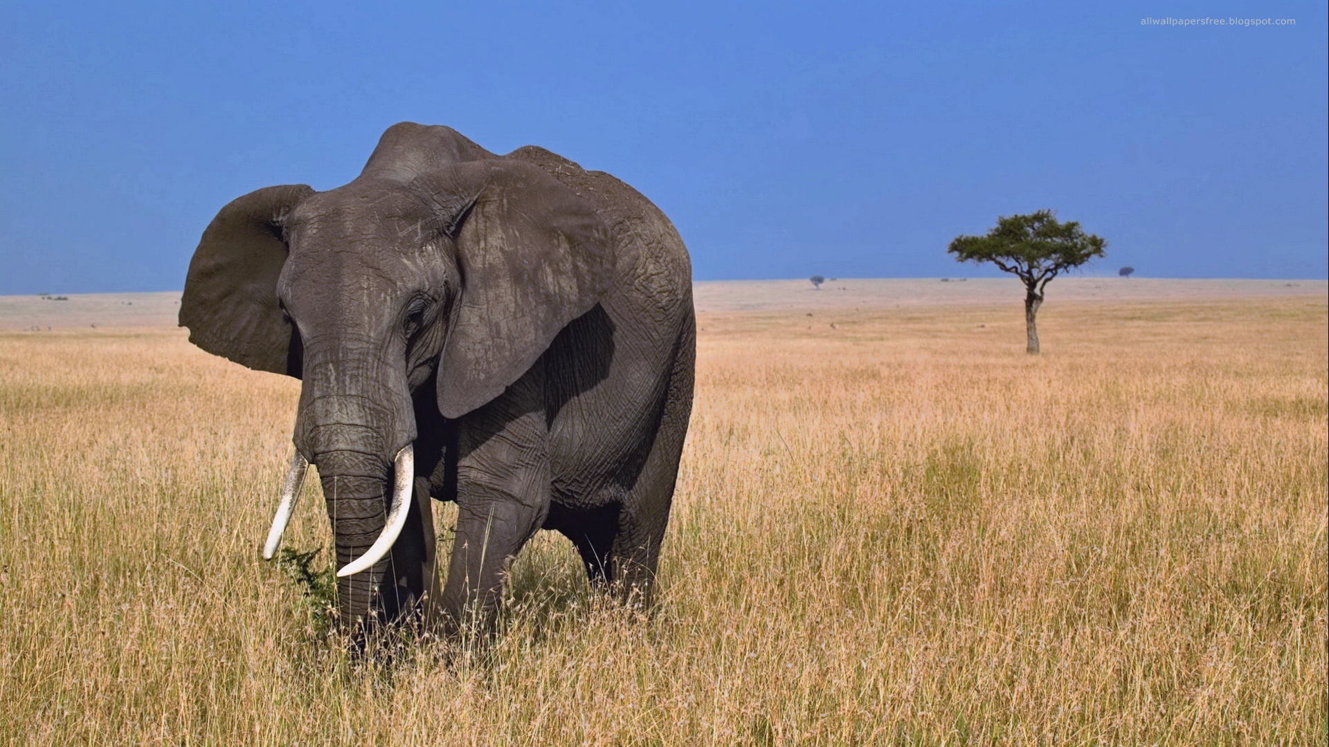 Free download wallpaper African Bush Elephant, Elephants, Animal on your PC desktop