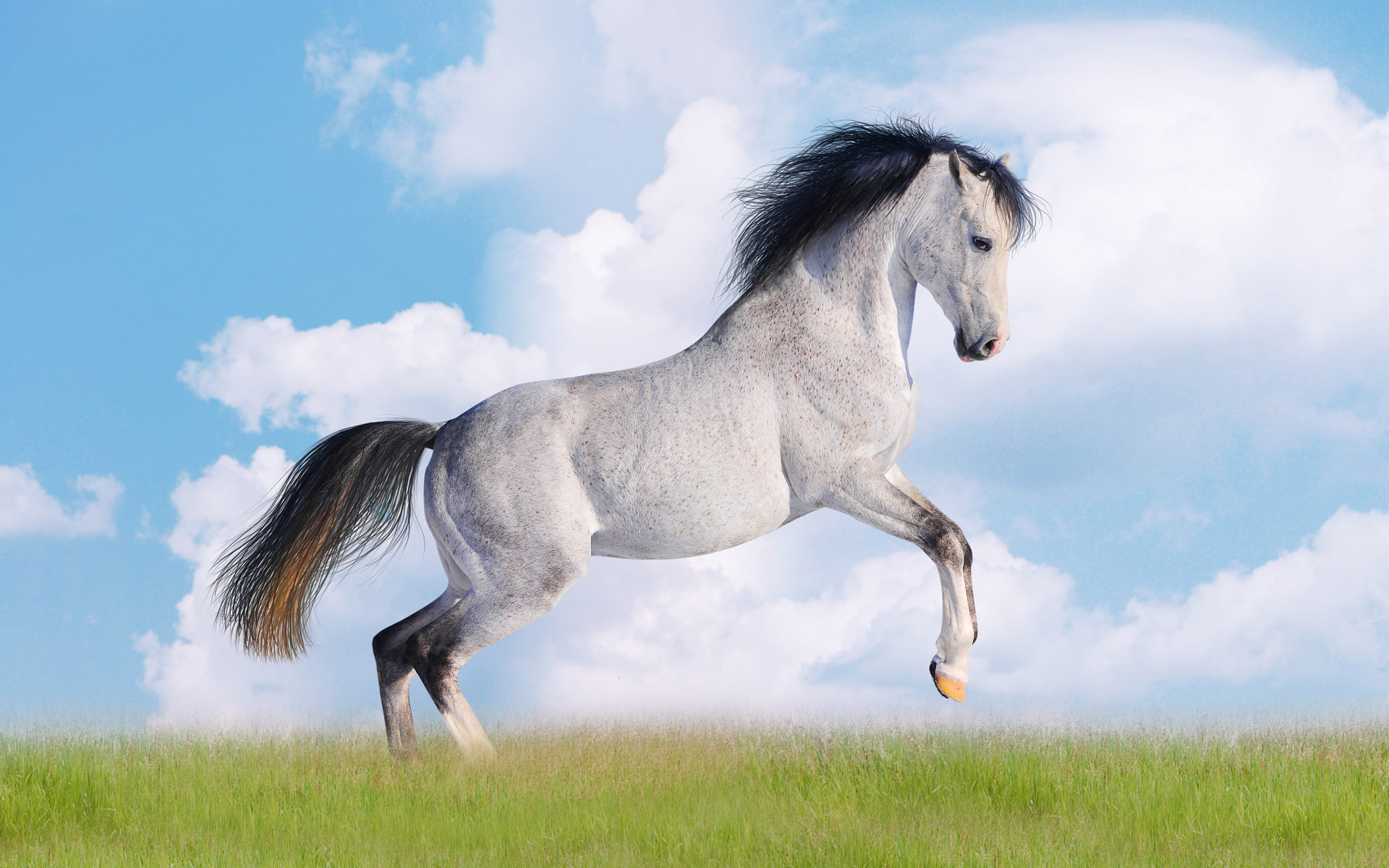 Free download wallpaper Animal, Horse on your PC desktop