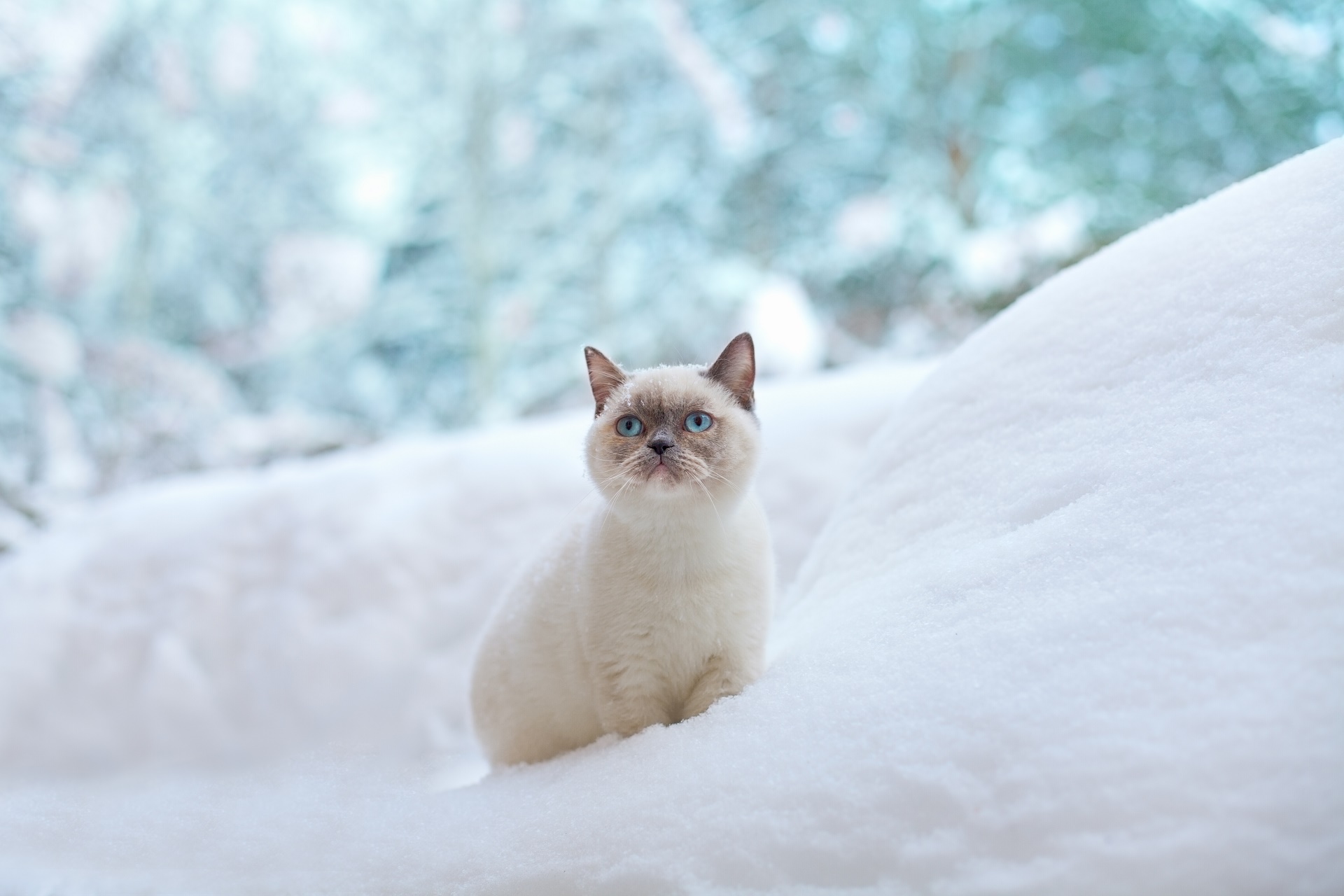 無料モバイル壁紙動物, ネコ, 猫をダウンロードします。