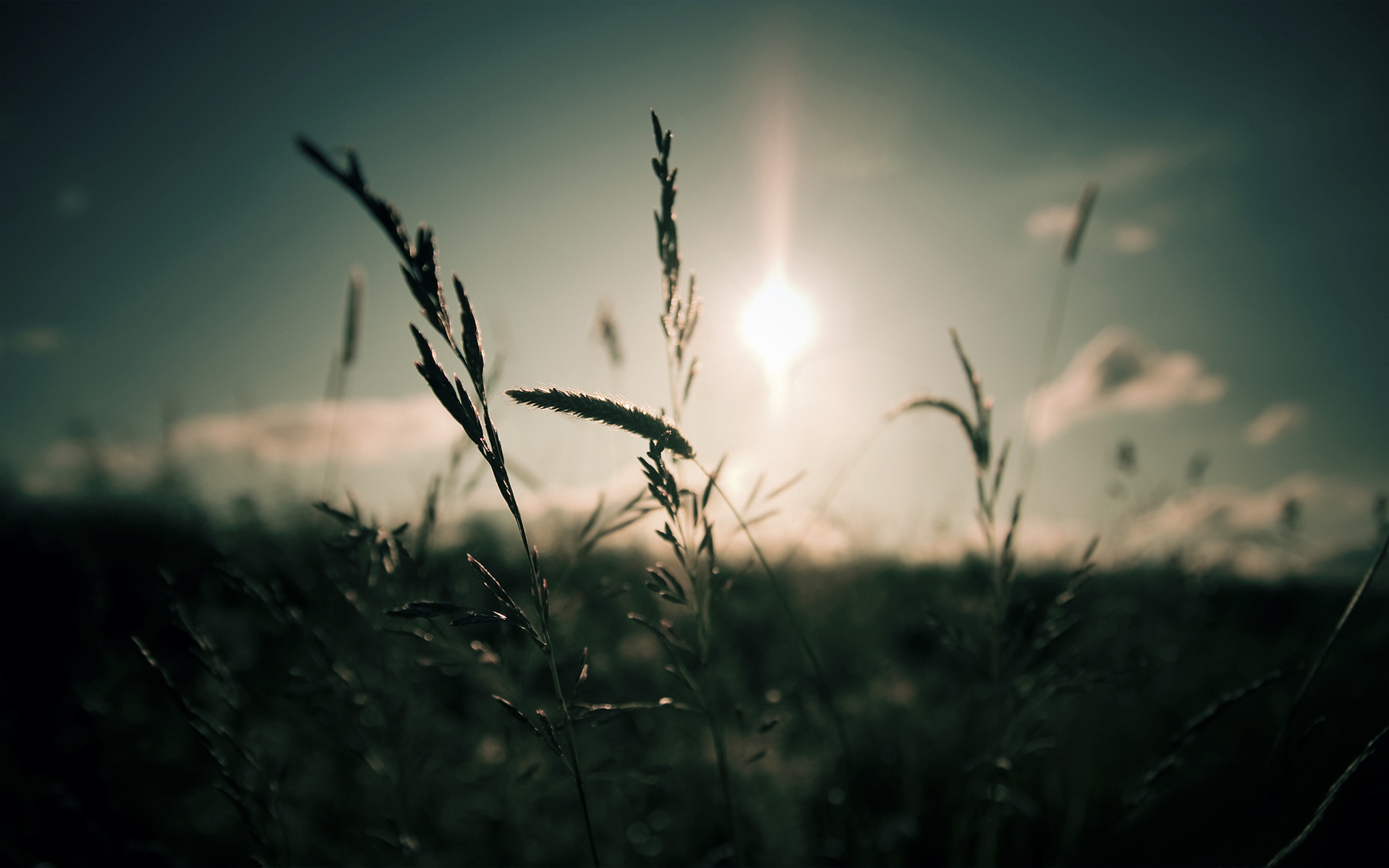 Laden Sie das Feld, Erde/natur-Bild kostenlos auf Ihren PC-Desktop herunter