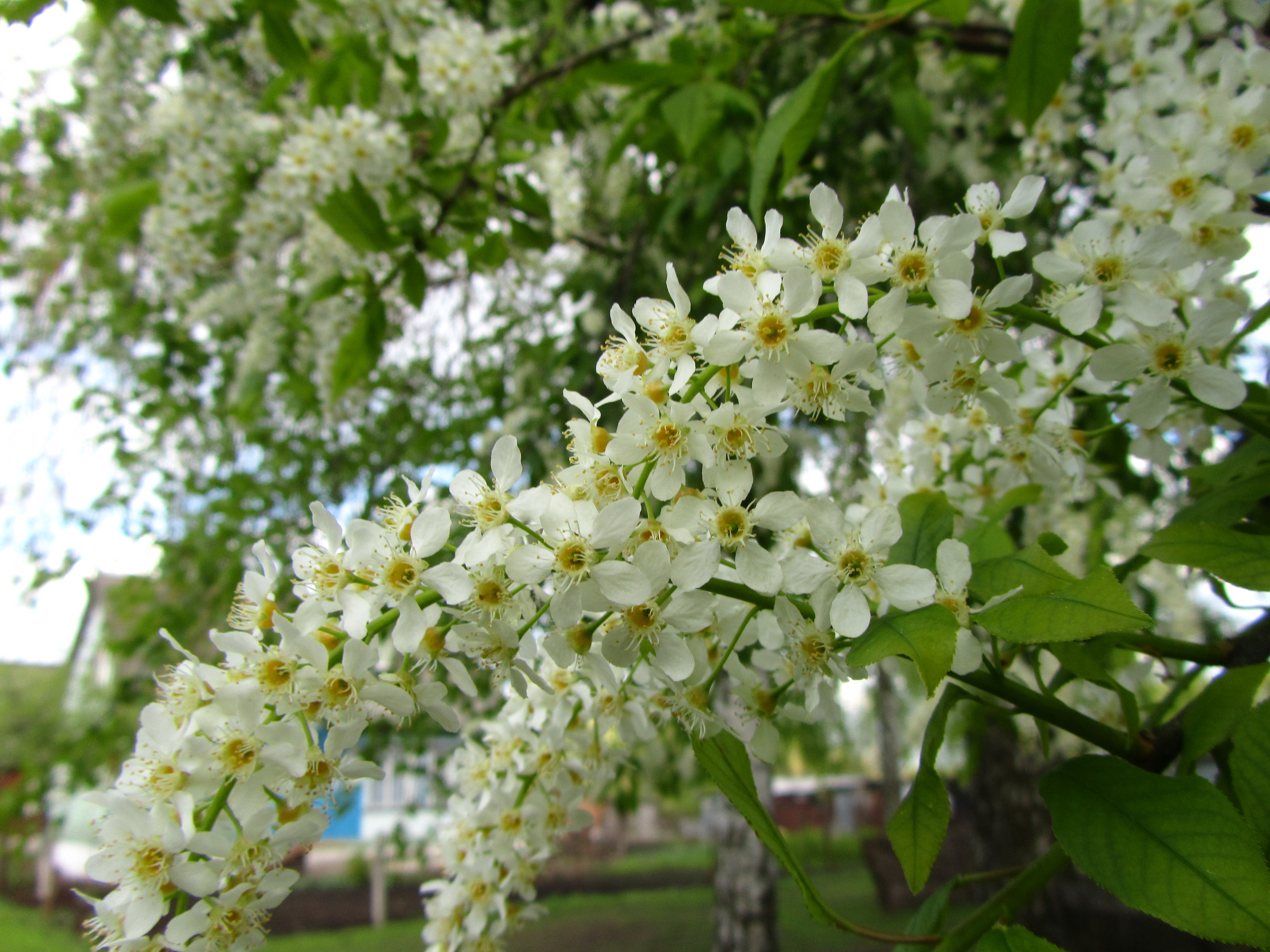 Téléchargez gratuitement l'image Fleurs, Fleur, Terre/nature sur le bureau de votre PC