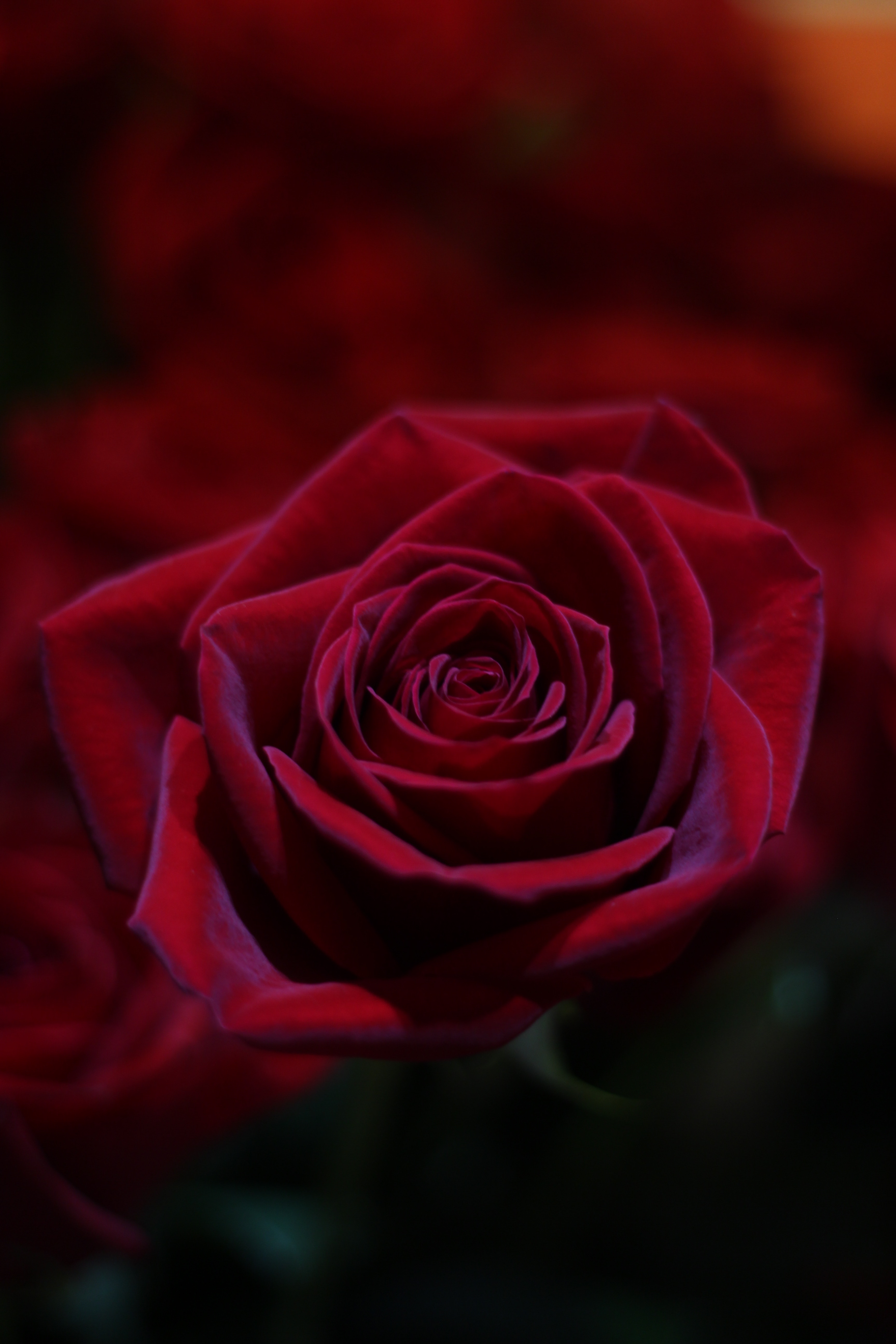 無料モバイル壁紙つぼみ, 蕾, 閉じる, クローズ アップ, フラワーズ, バラの花, 赤い, 薔薇をダウンロードします。