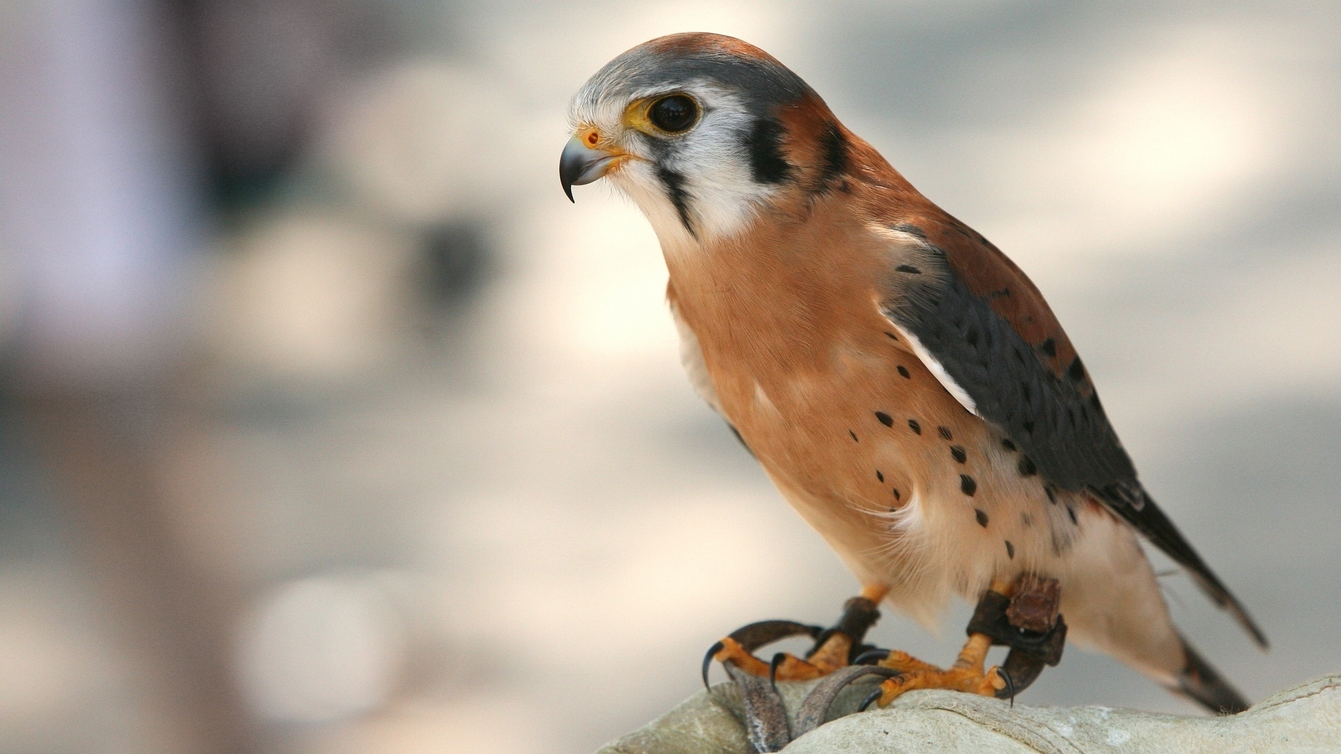 PCデスクトップに鳥, 動物画像を無料でダウンロード