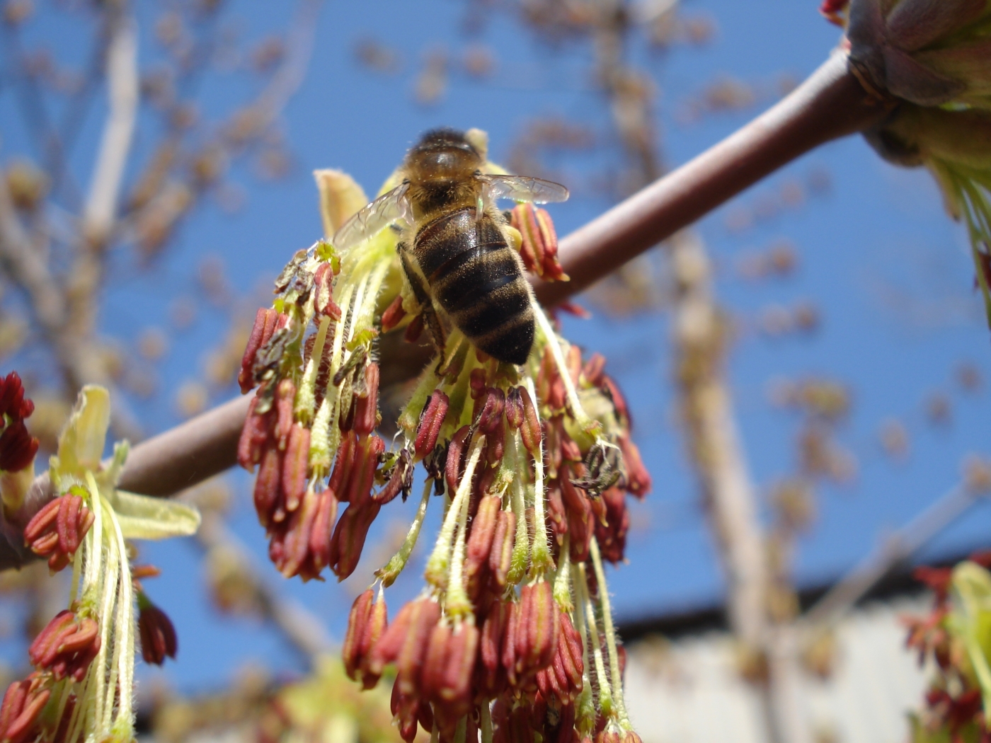 30183 descargar imagen insectos, abejas: fondos de pantalla y protectores de pantalla gratis