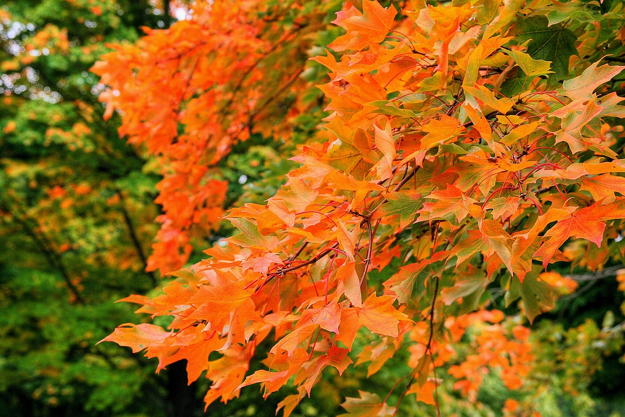 Handy-Wallpaper Blatt, Erde/natur kostenlos herunterladen.