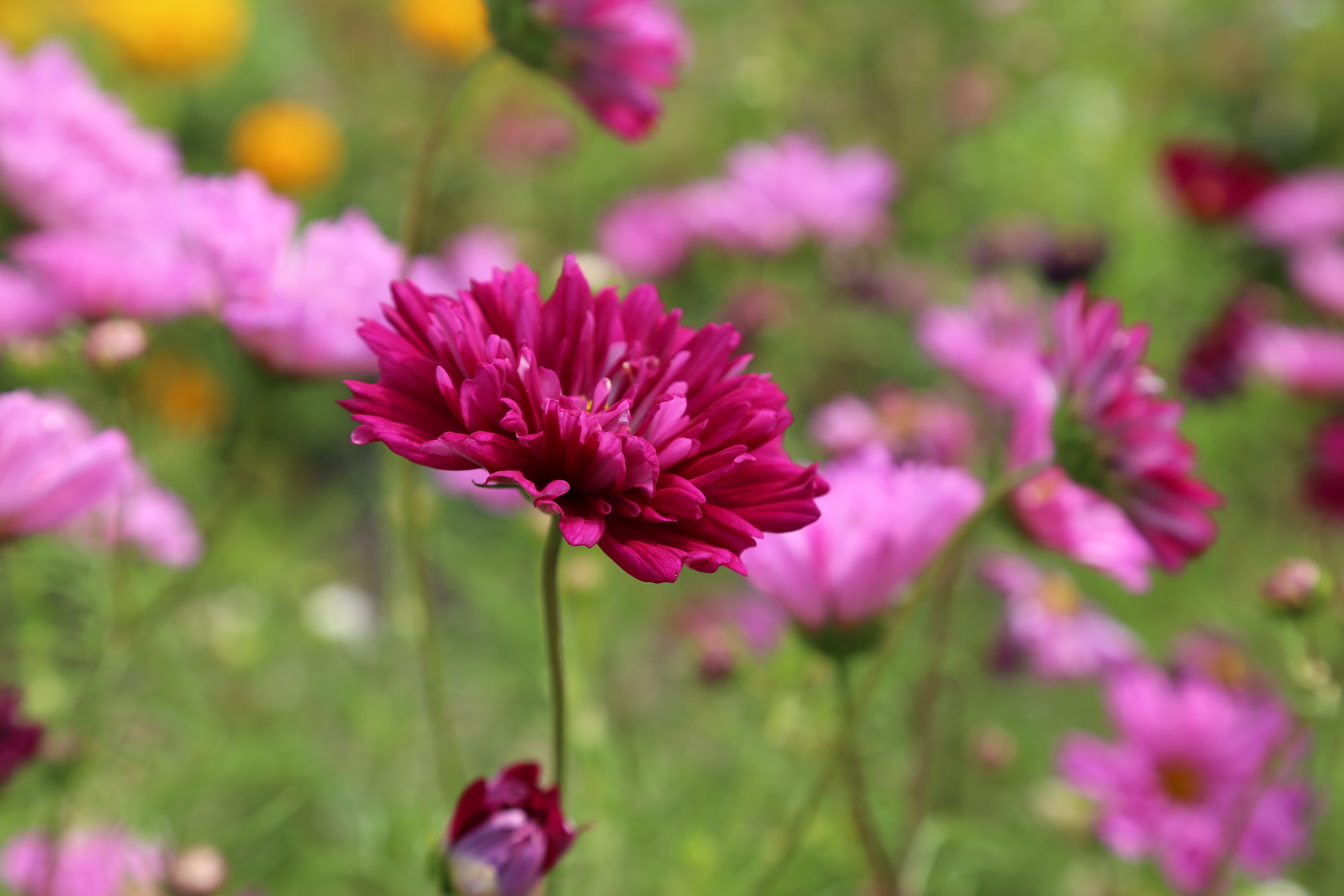 Download mobile wallpaper Nature, Flowers, Flower, Blur, Earth, Pink Flower for free.