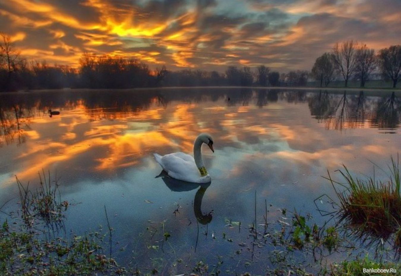 Download mobile wallpaper Animals, Sunset, Lakes, Landscape, Birds, Swans for free.