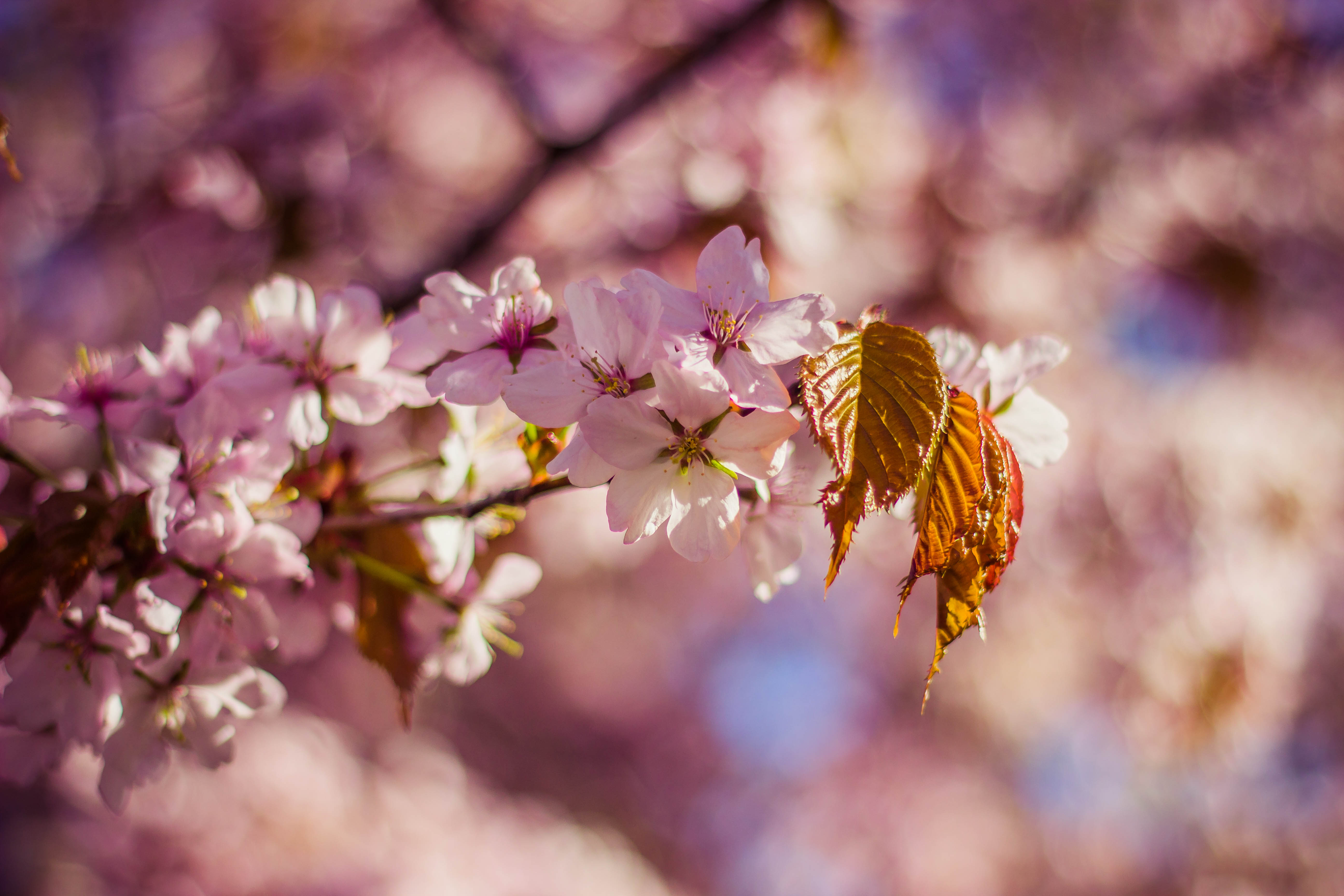 Free download wallpaper Blur, Branch, Smooth, Flowering, Flowers, Bloom on your PC desktop