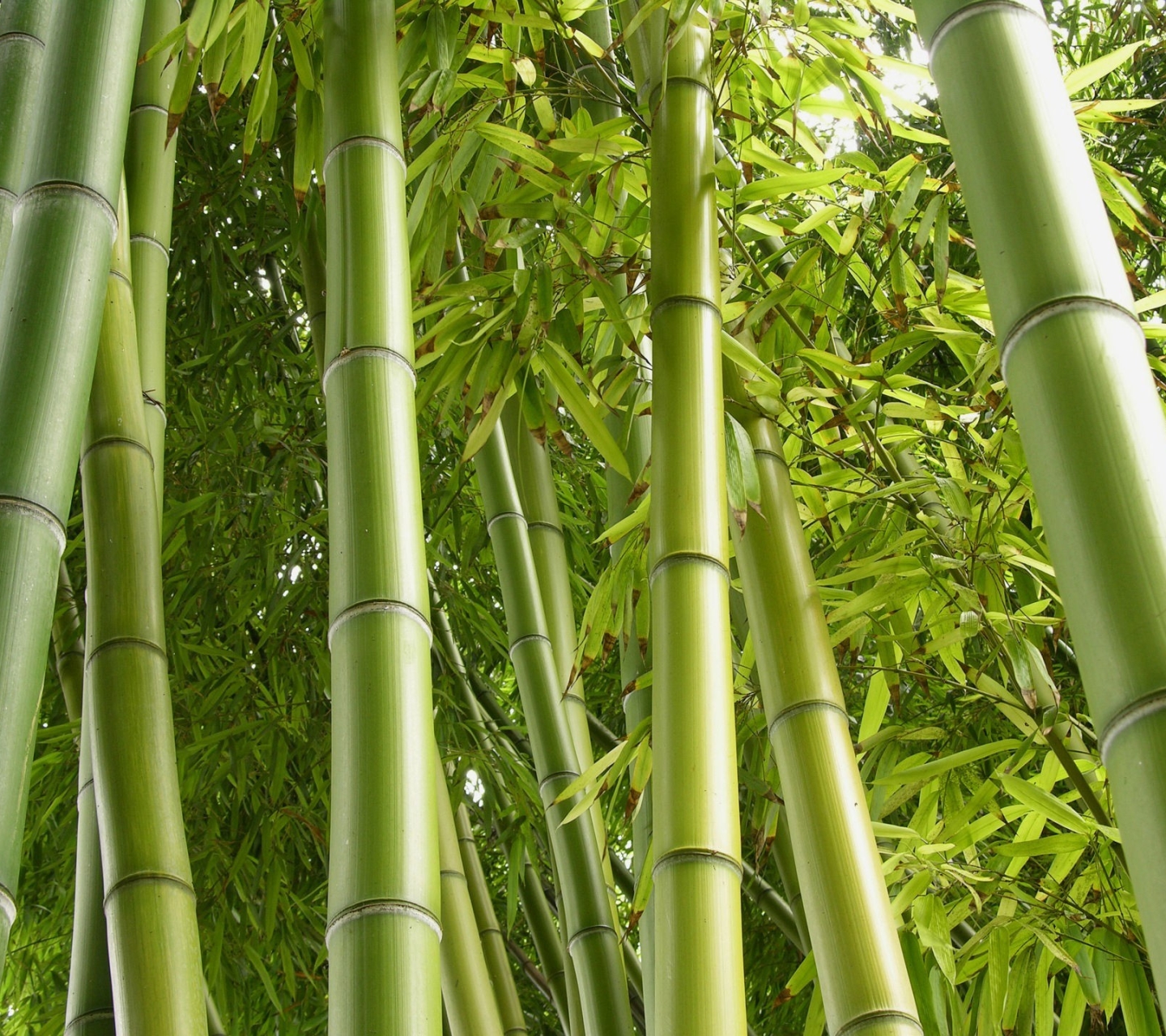 Baixe gratuitamente a imagem Bambu, Terra/natureza na área de trabalho do seu PC