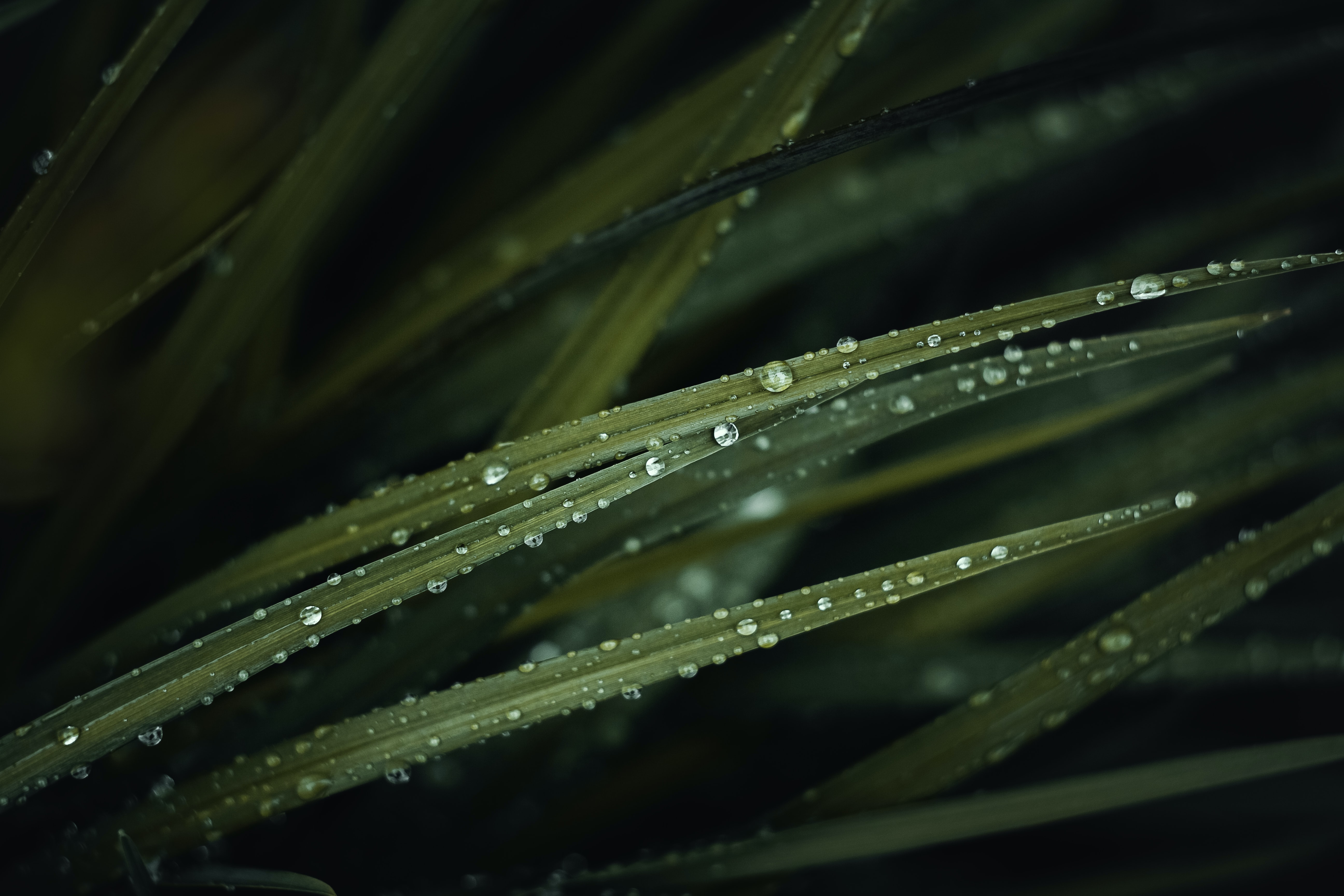 Download mobile wallpaper Macro, Grass, Water, Drops for free.